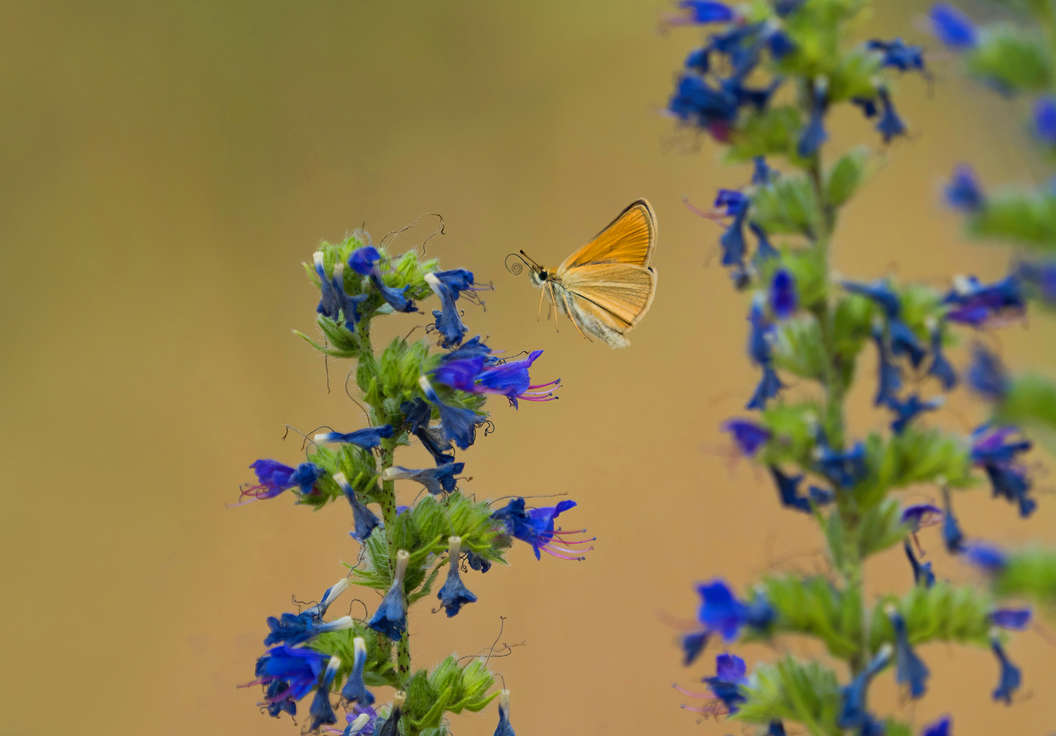 Einsamer Flieger