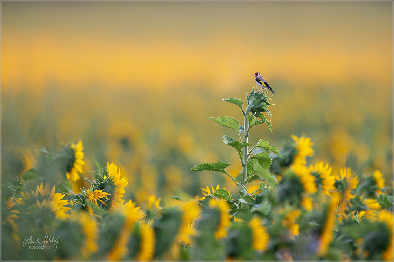 Distelfink ohne Distel