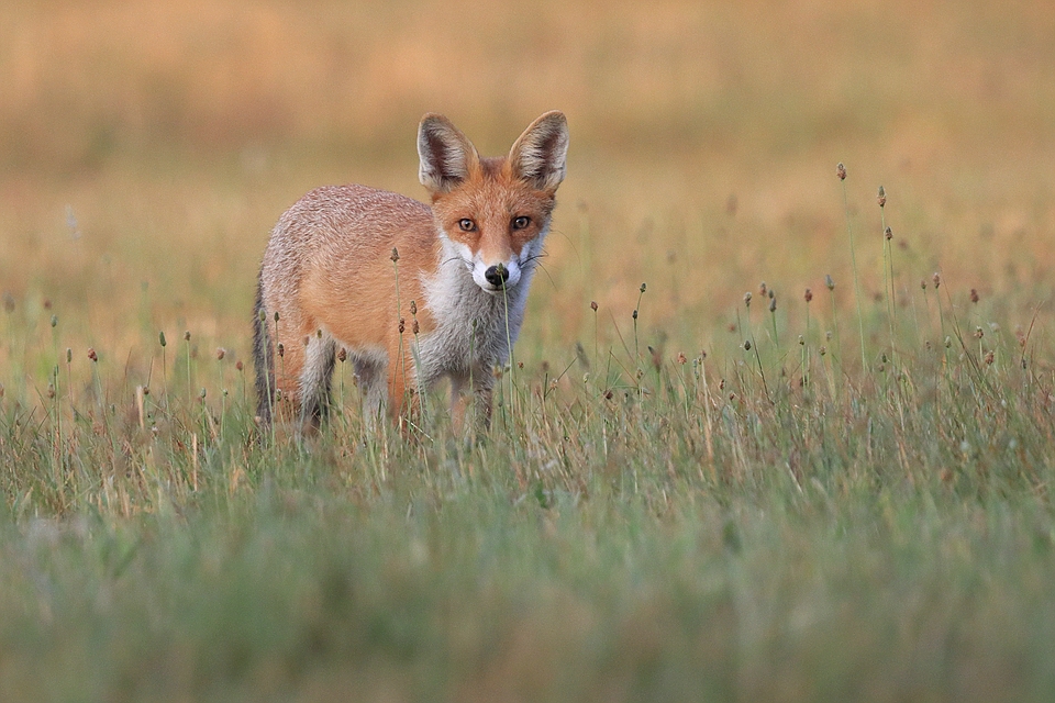 Jungfuchs in der Morgensonne