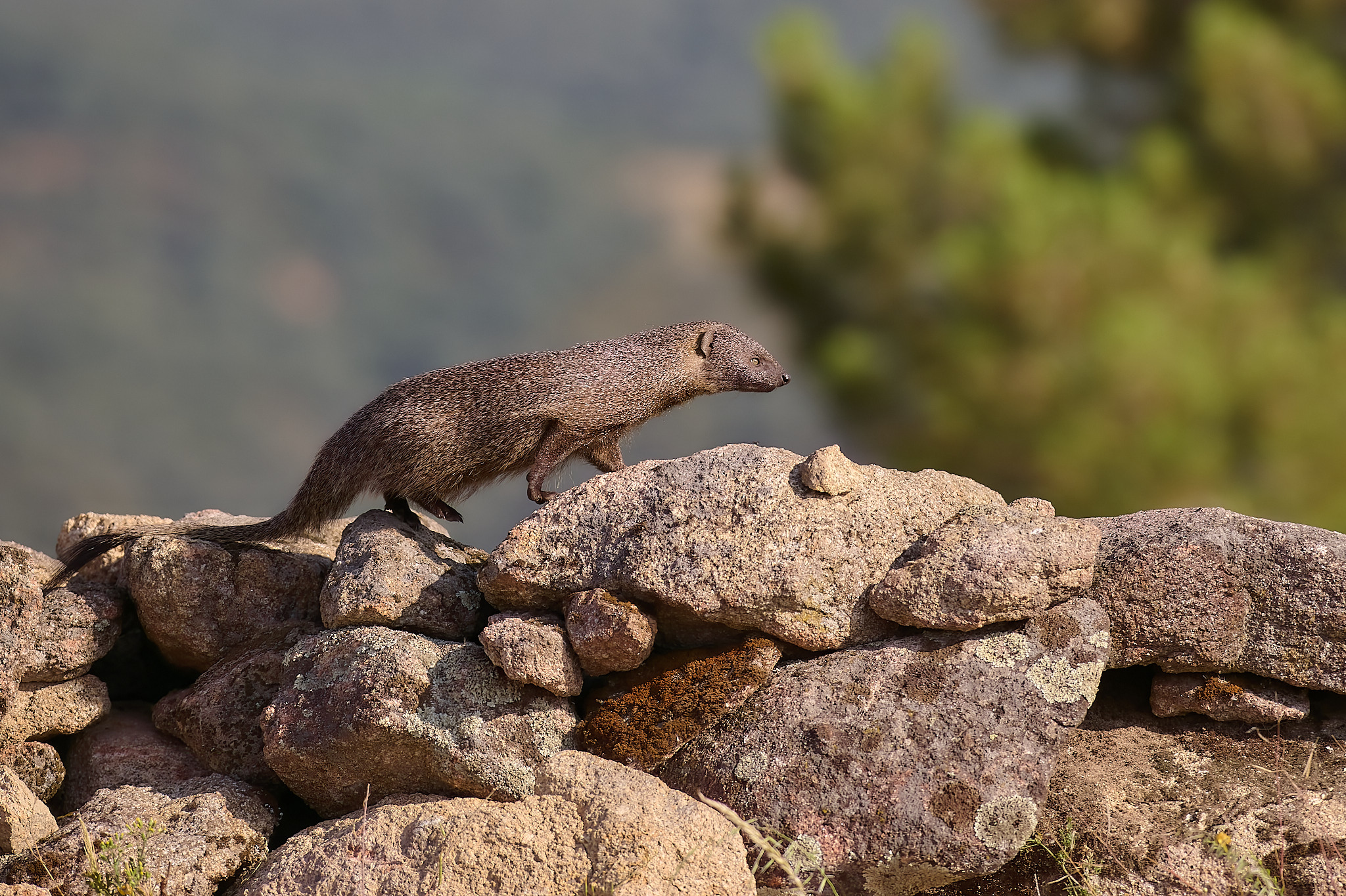 Eigentlicher Ichneumon oder Mongoose