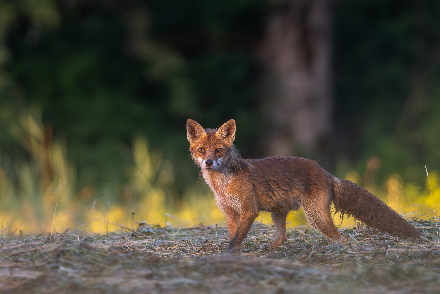 Schlauer als der Fuchs