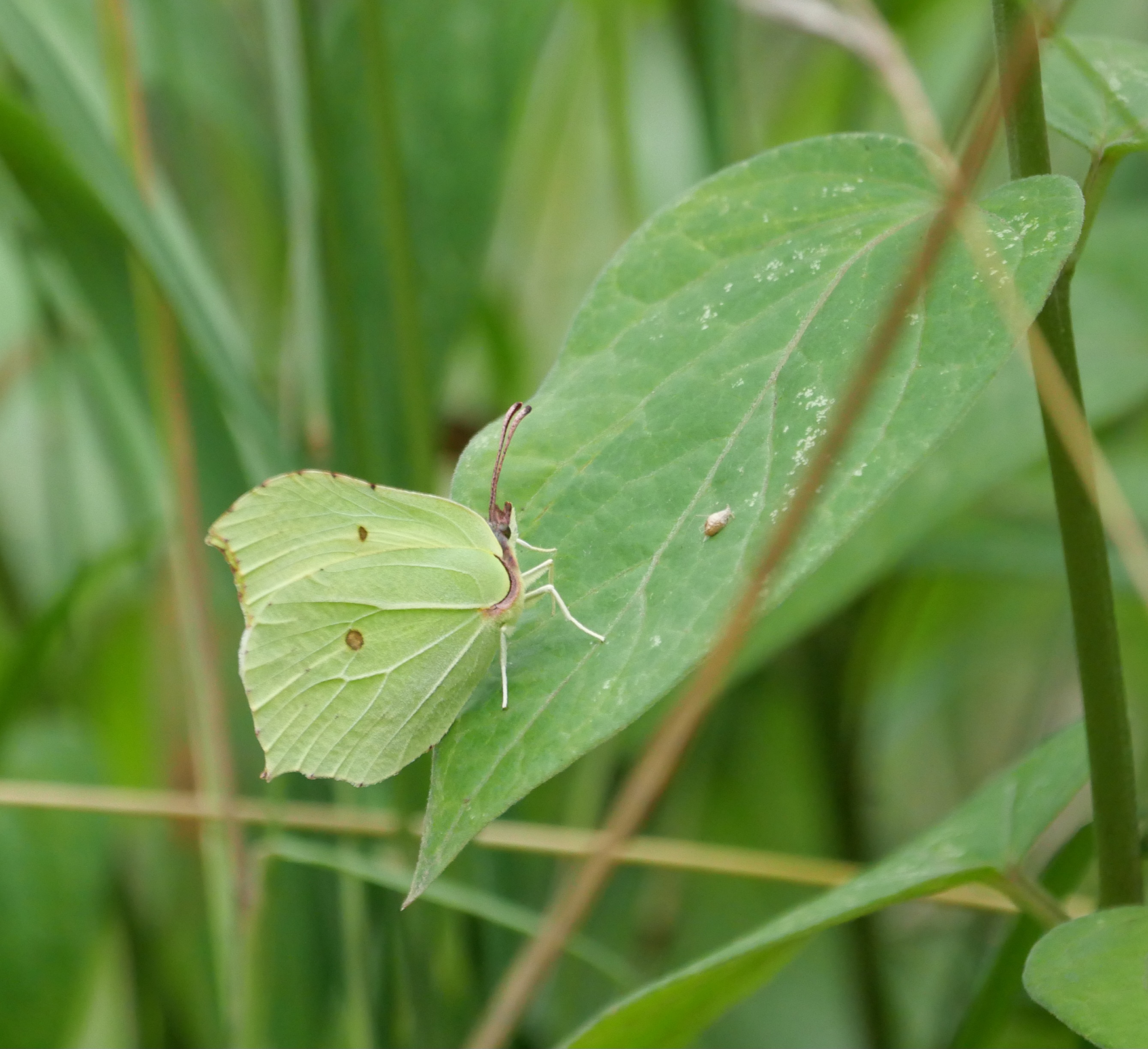 Zitronenfalter (Forum für Naturfotografen)