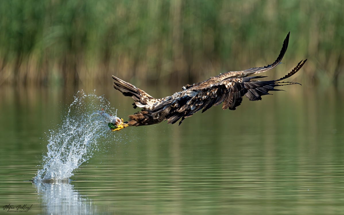 Das Stretching des Seeadlers