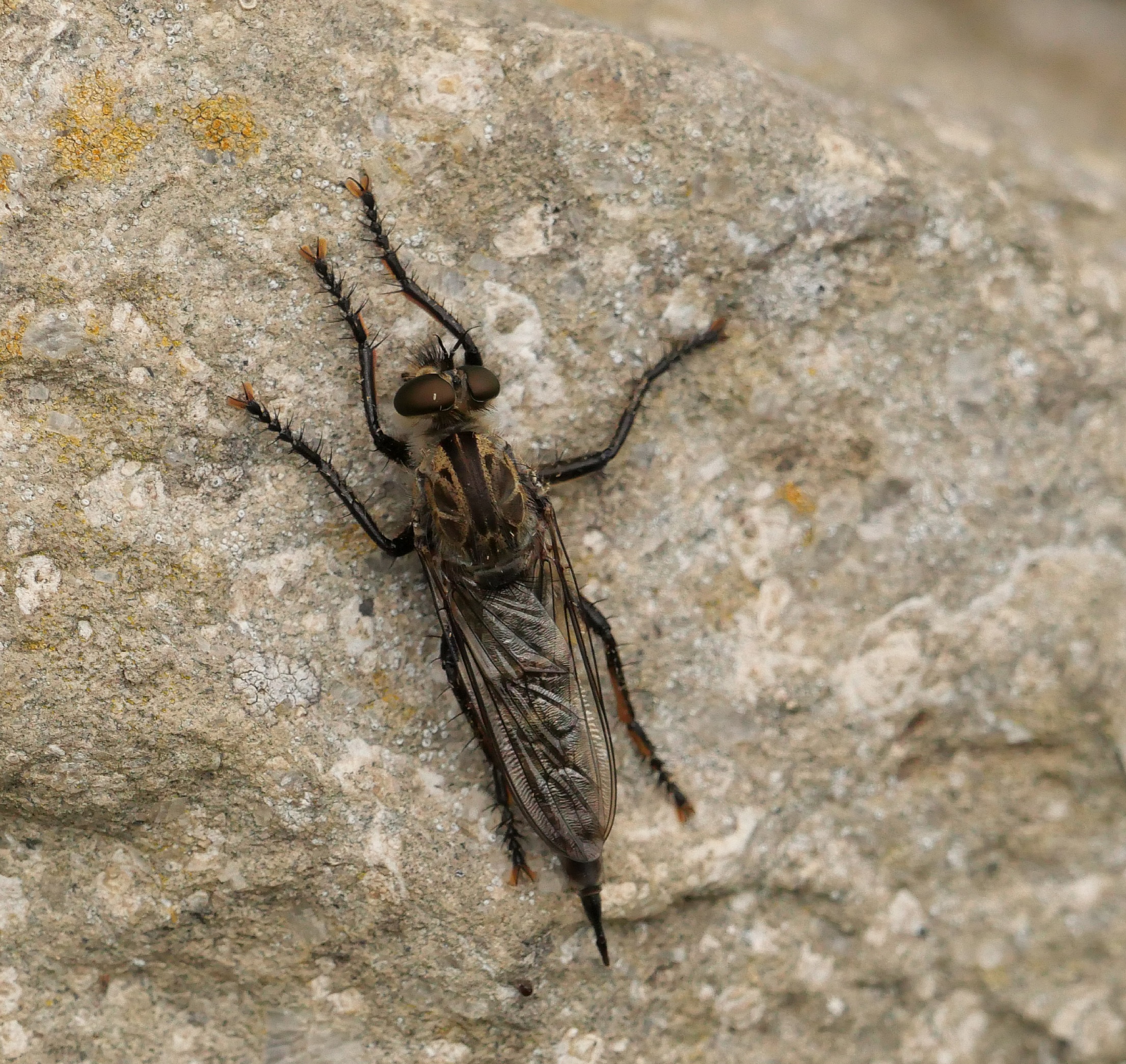 Raubfliege (Asilidae)