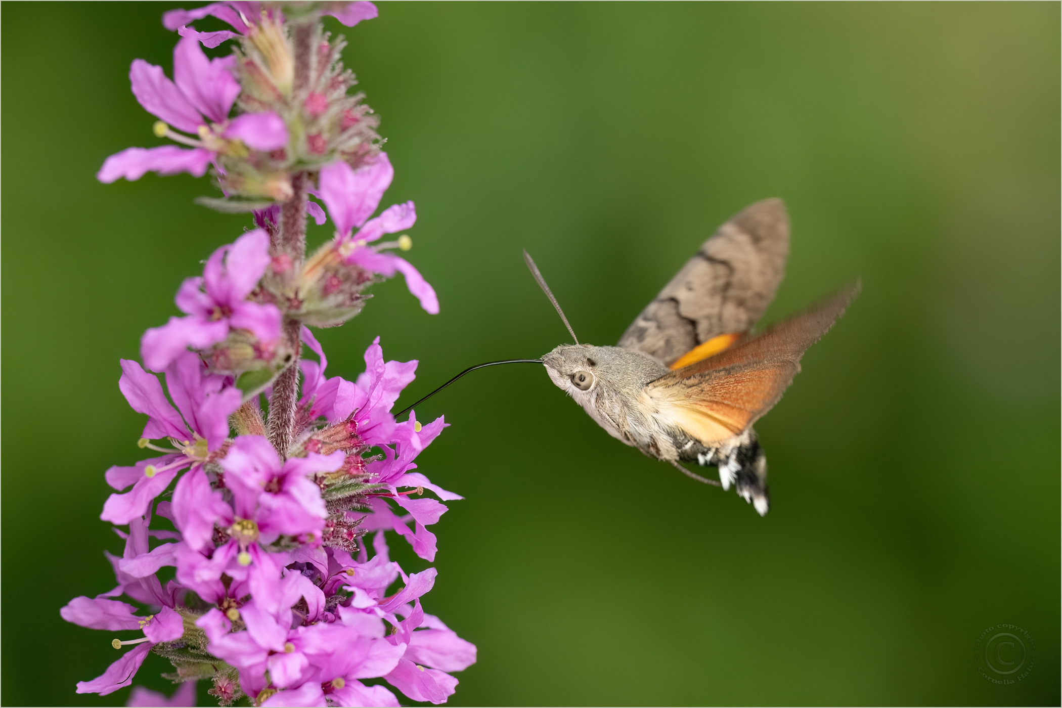 „Kleiner Kolibri“