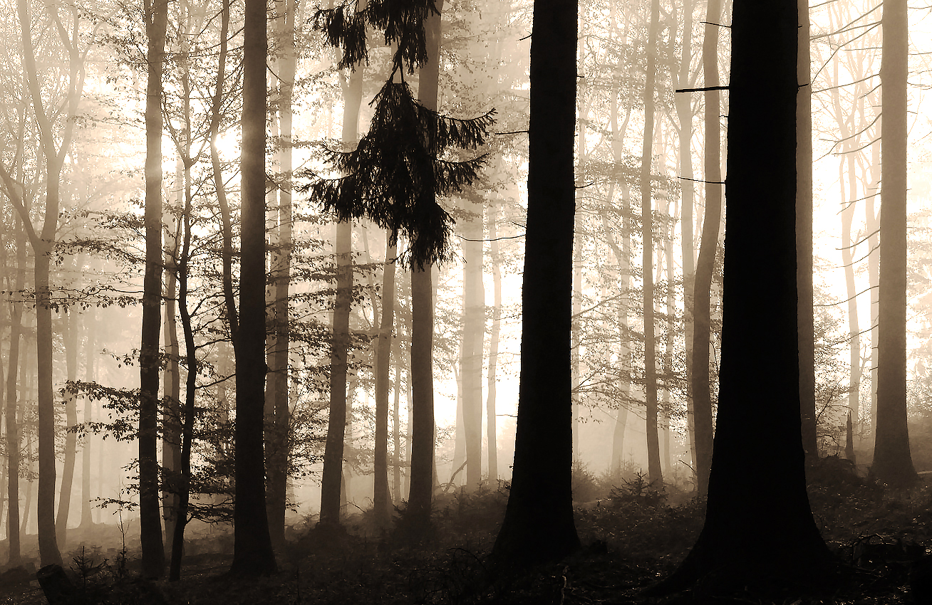 Silhouetten im Nebelwald.....