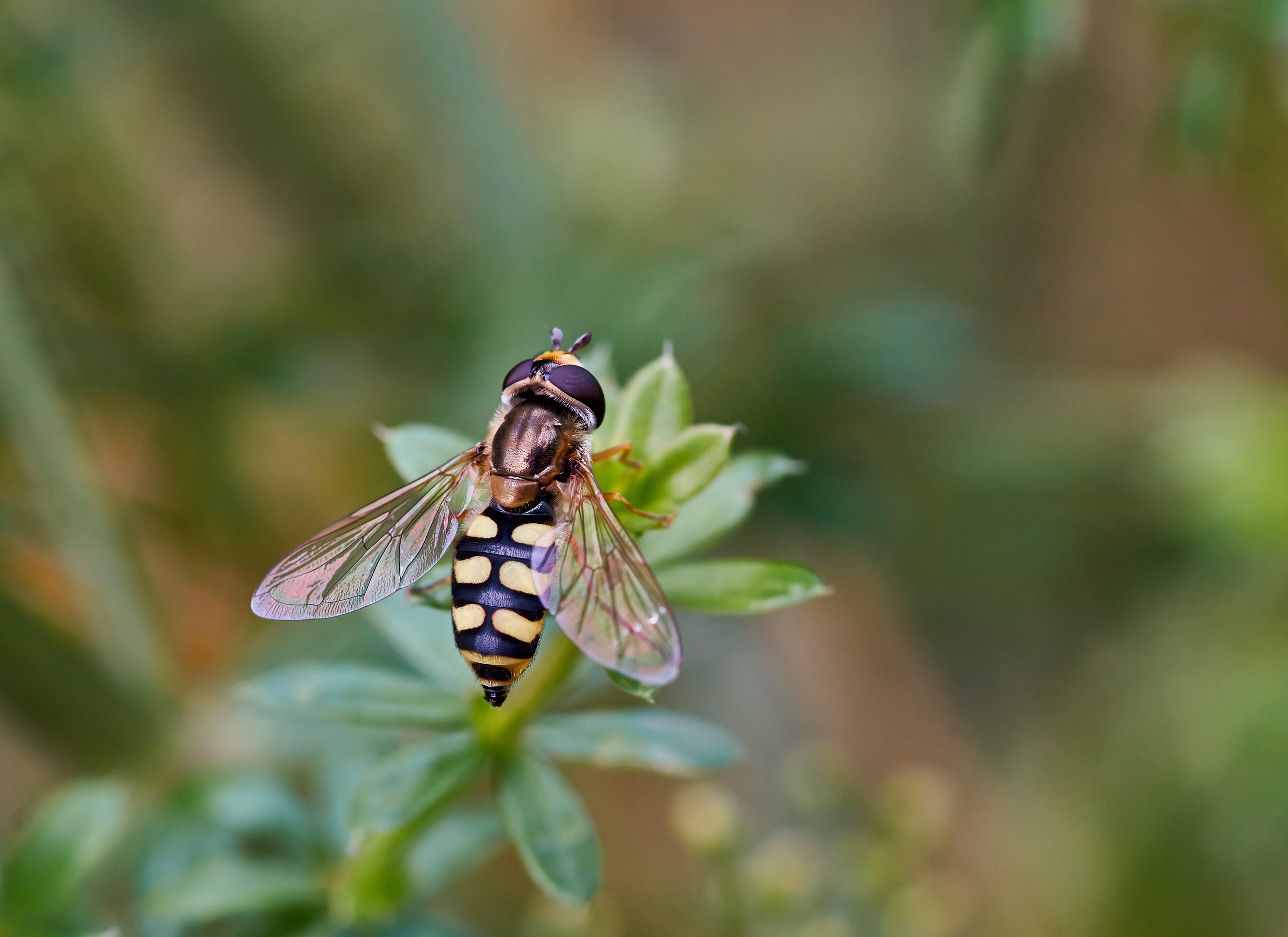Gemeine Feldschwebfliege