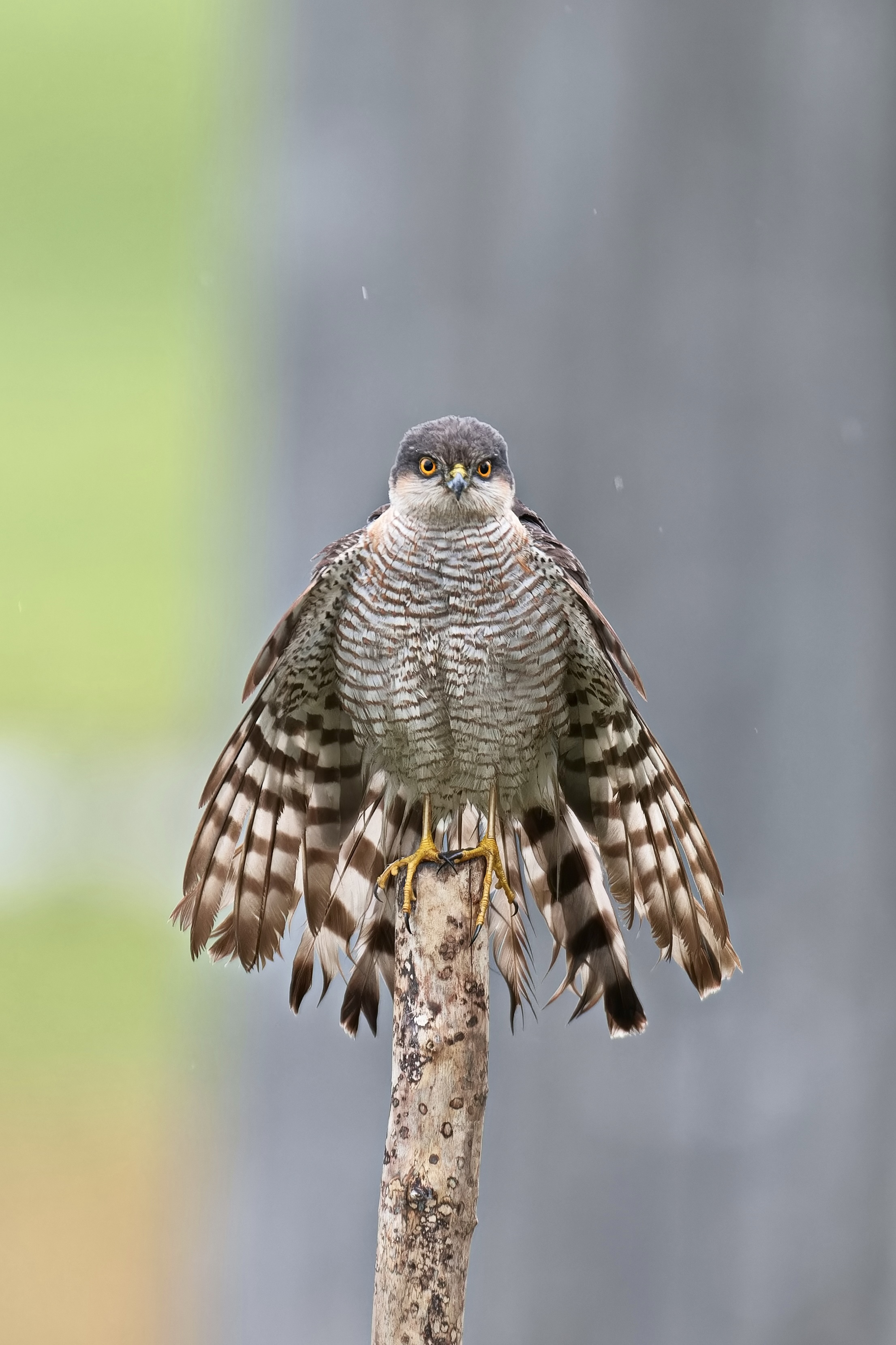 Sparber beim Ansitz