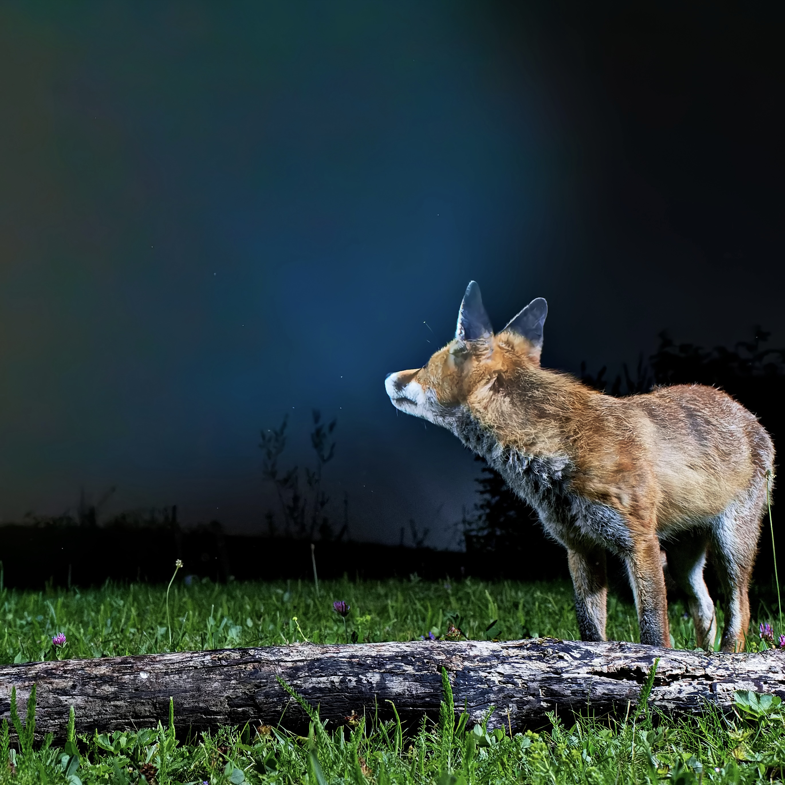 Nachrfuchs beim Sterne boebachten.