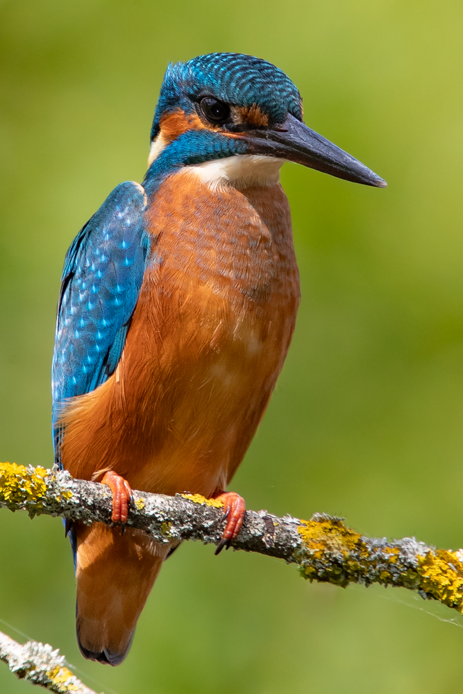 junger Eisvogel