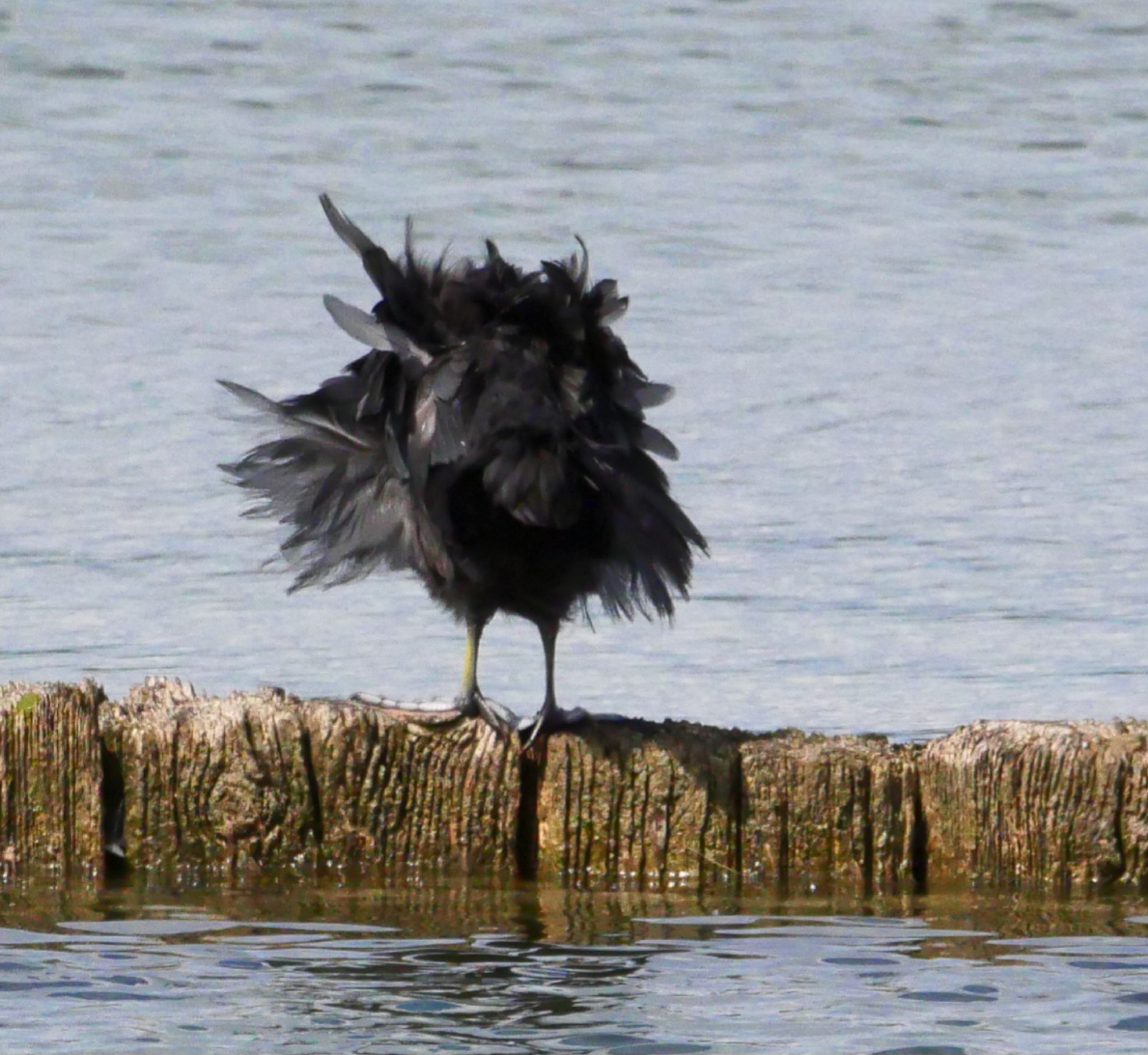 Blässhuhn (Fulica atra)