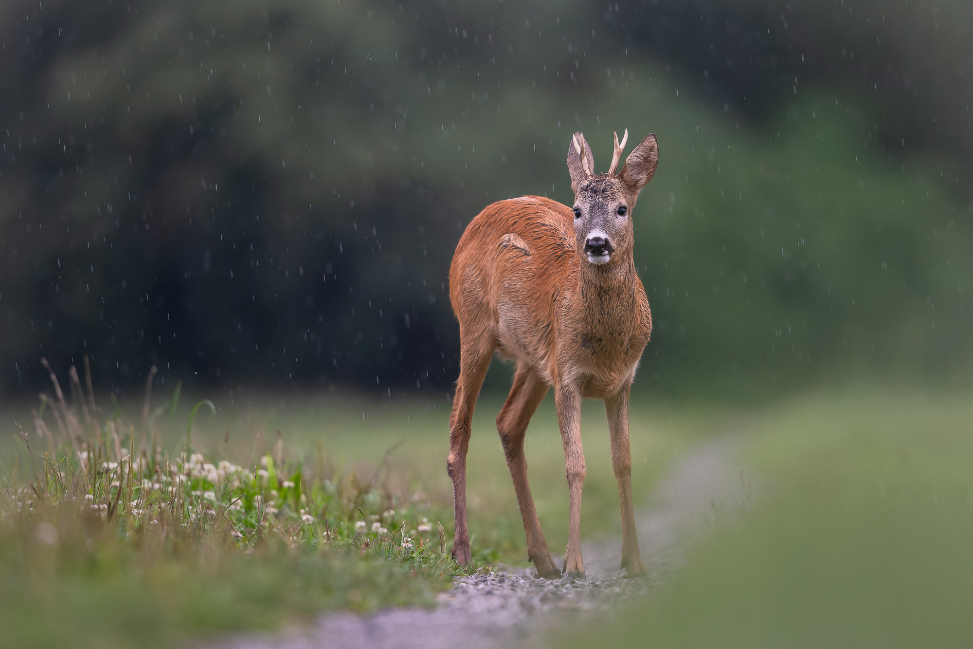 "Böcklein im Regen...