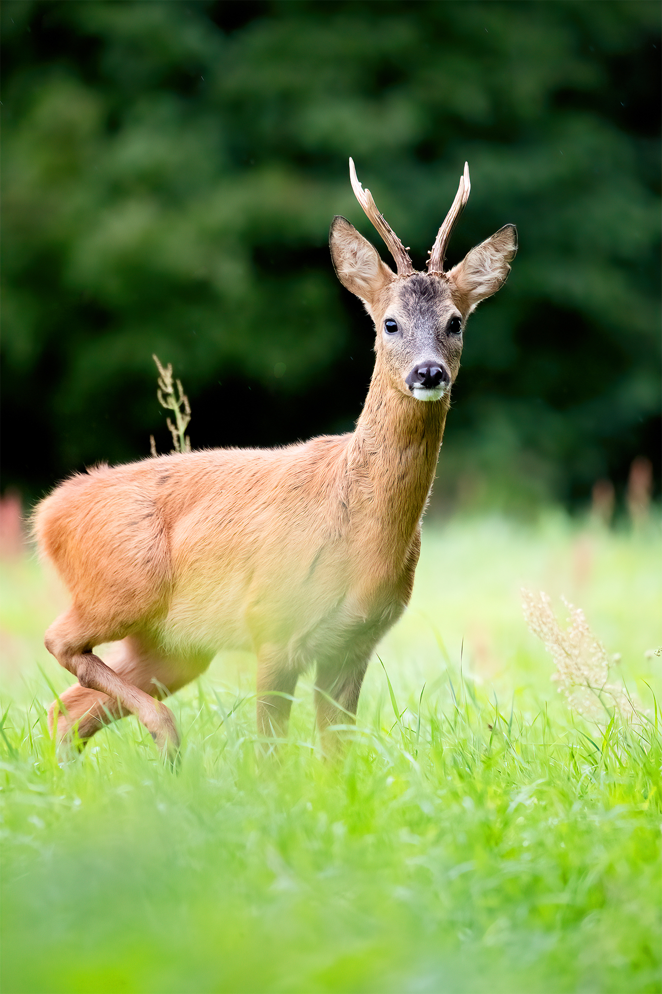 Neugieriger Rehbock