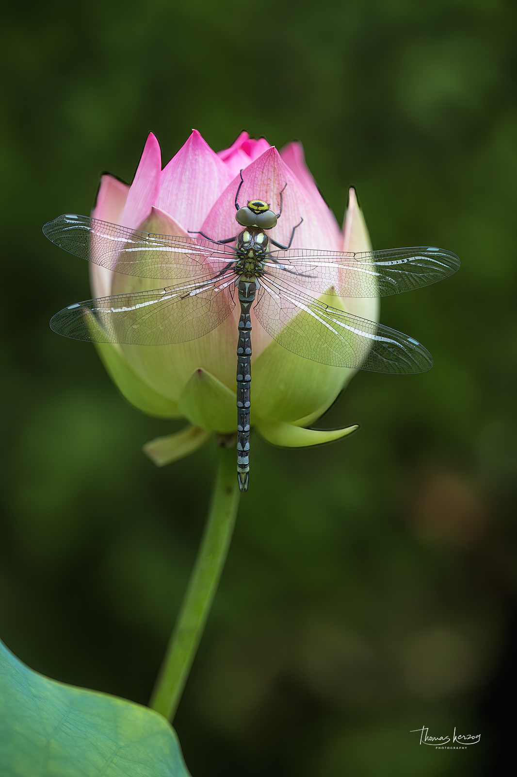 Pretty auf Pink