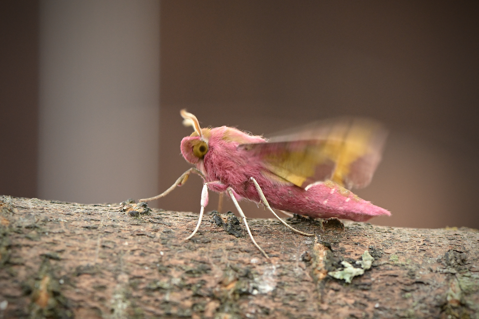 "Barbies Lieblingsschmetterling"