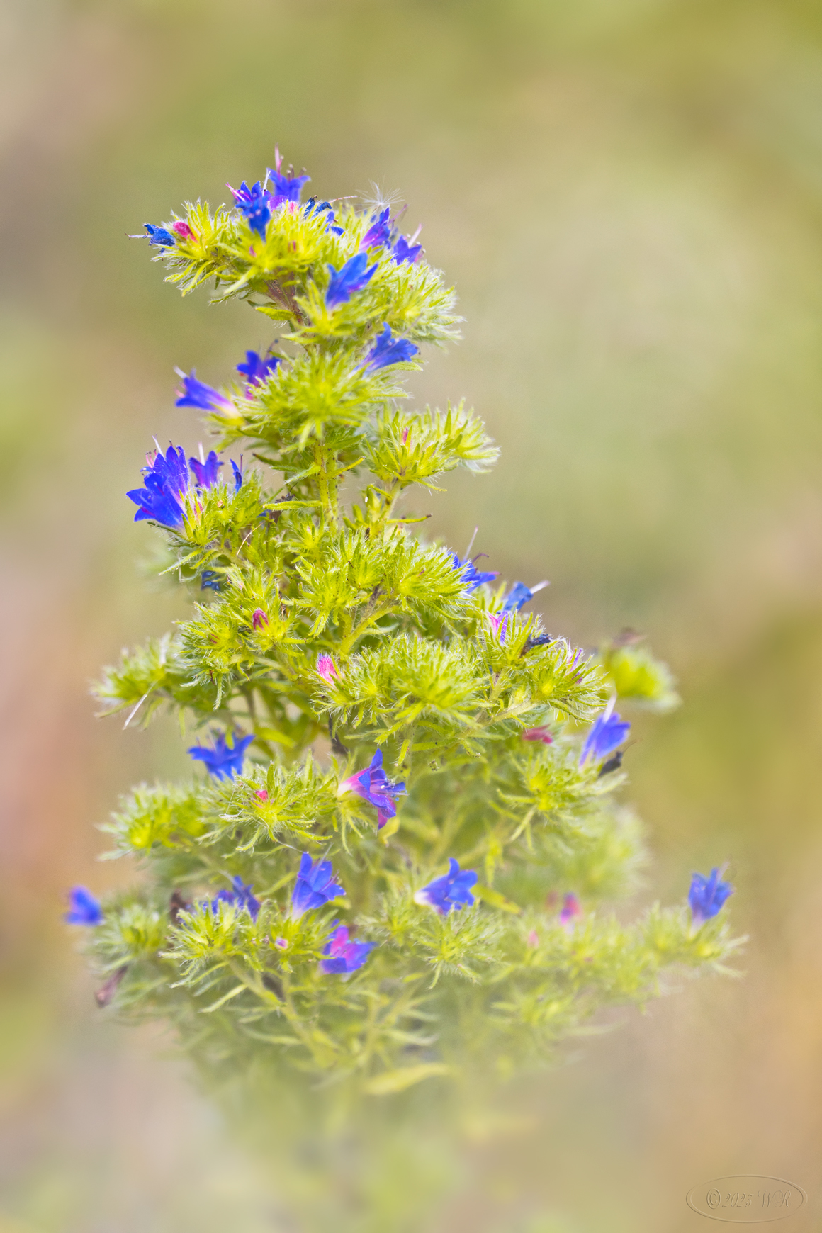 Enzianblau