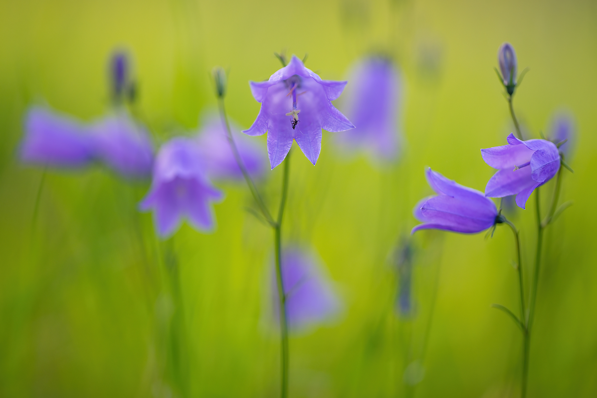 Rundblättrige Glockenblume