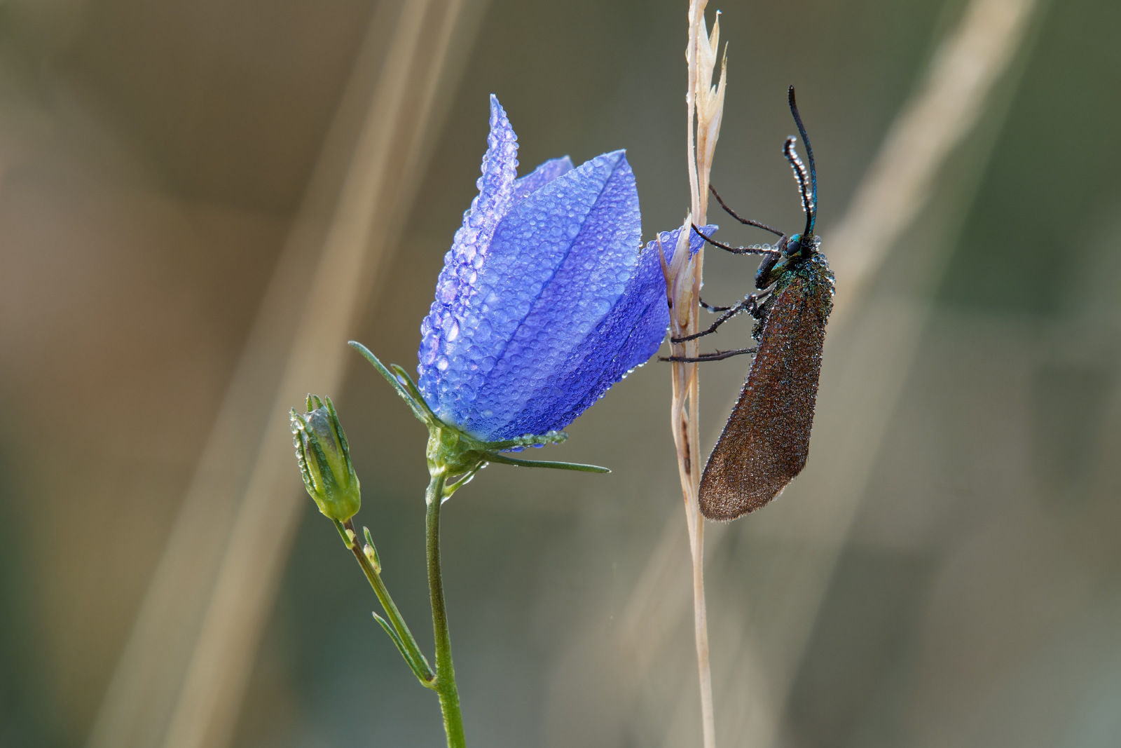 Glockenblume mit Widderchen