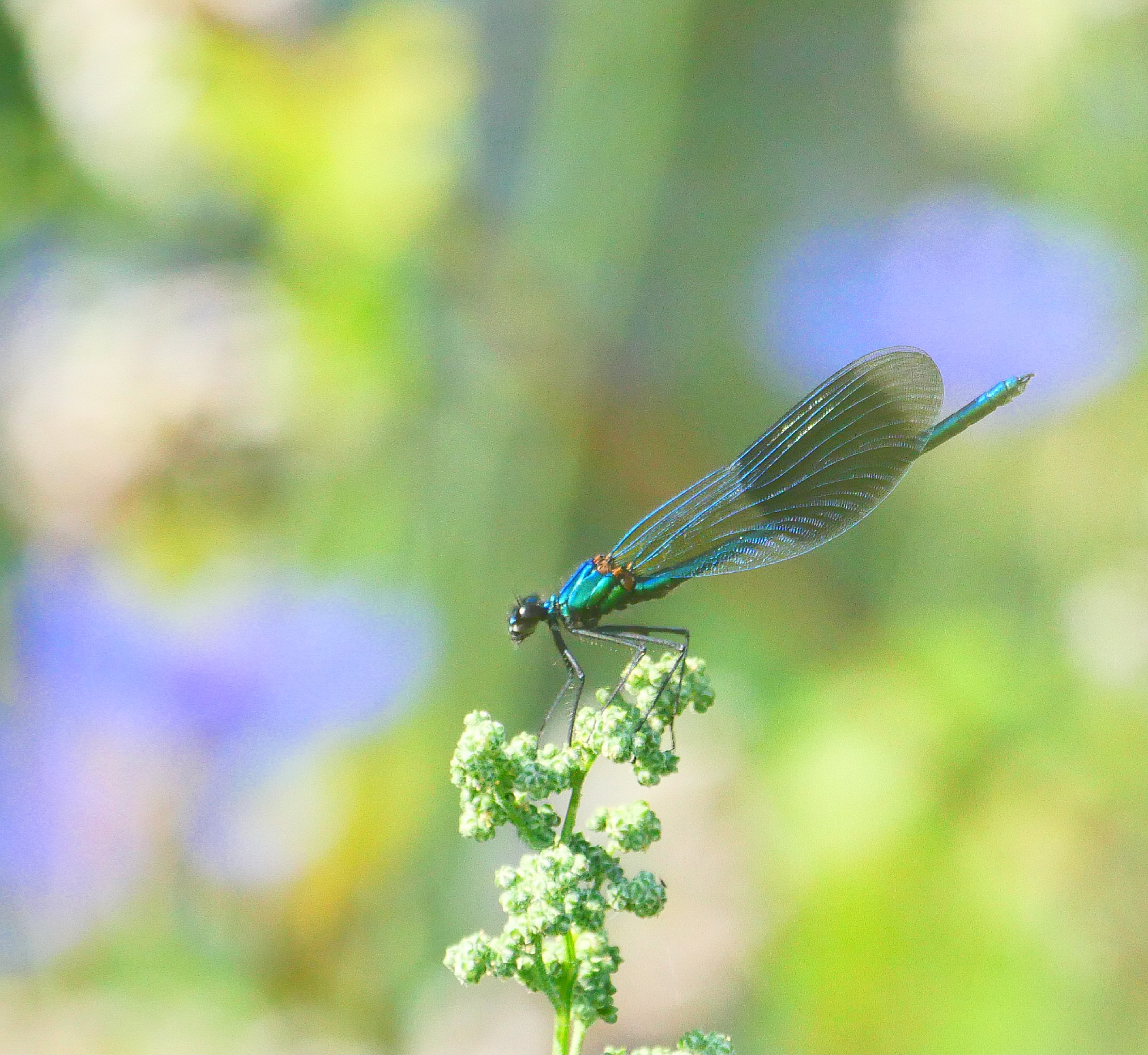 Gebänderte Prachtlibelle (Calopteryx splendens) ♂️