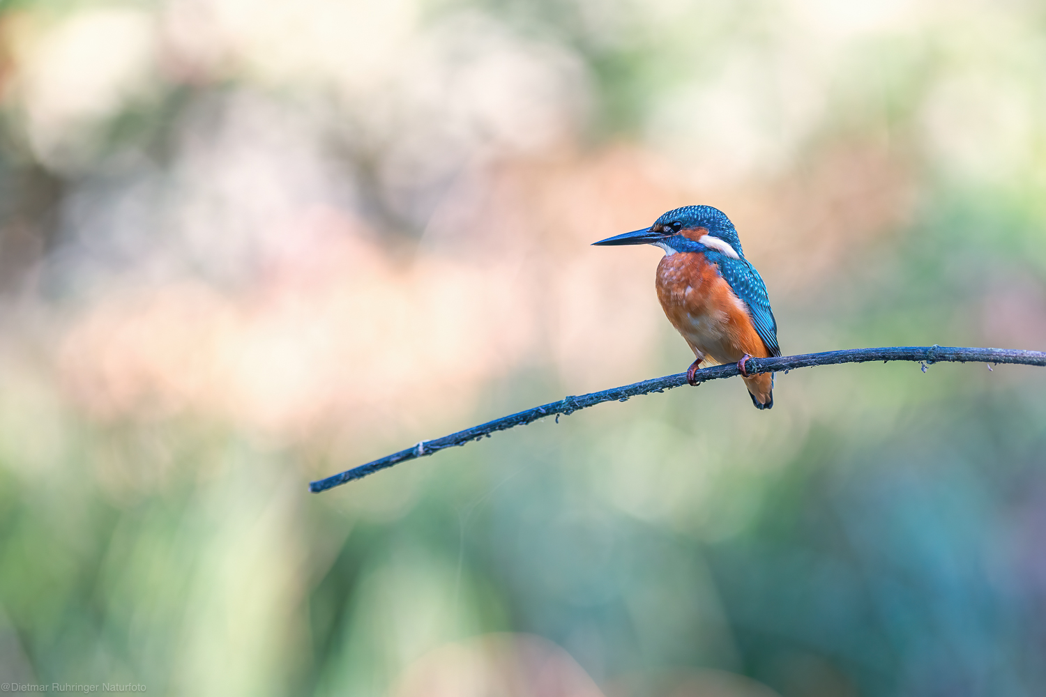 Eisvogel