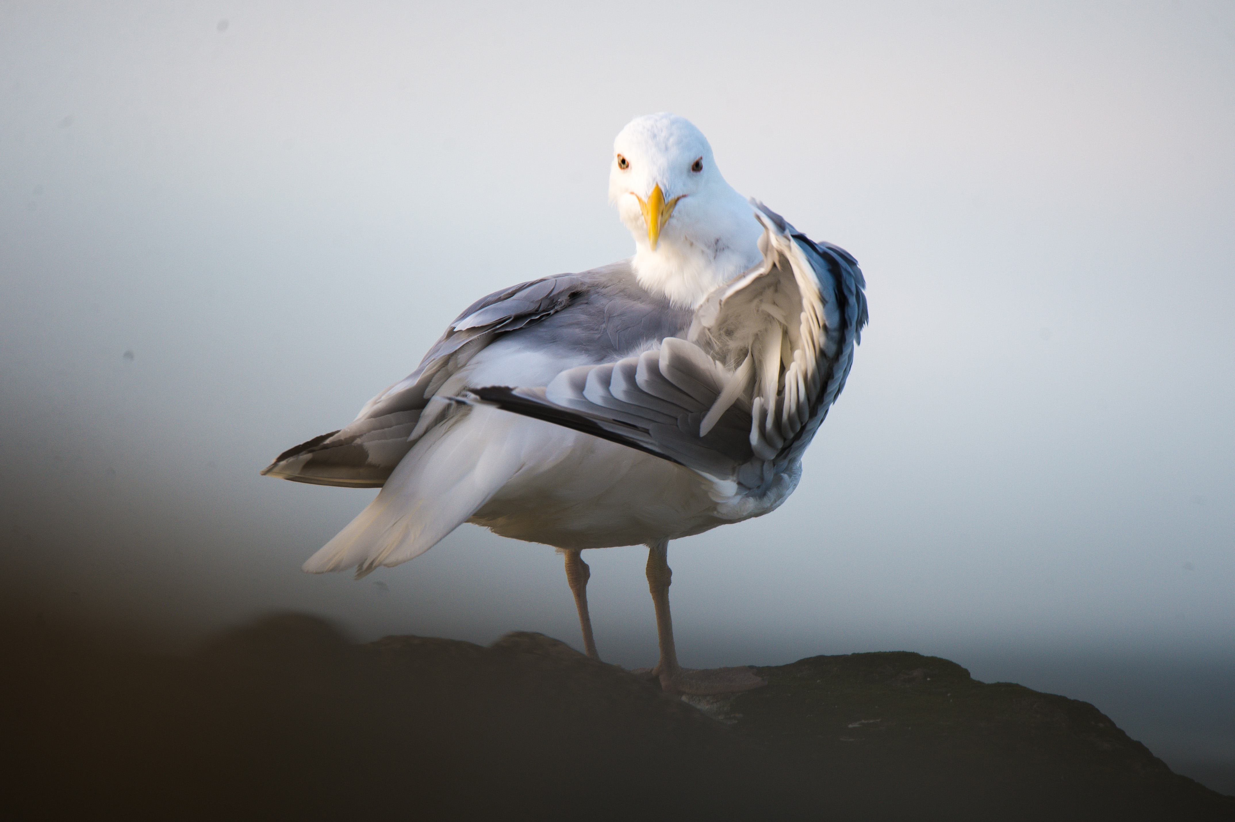 Möwe auf Felsen