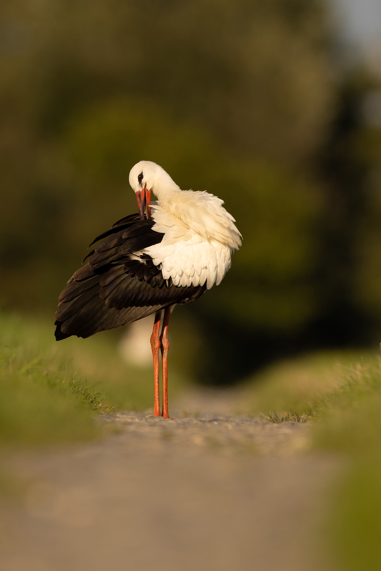 Weißstorch in der Abendsonne