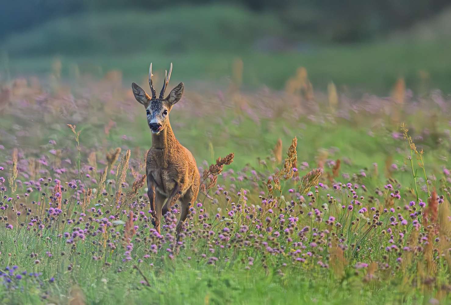 Rehbock auf der Blumenwiese