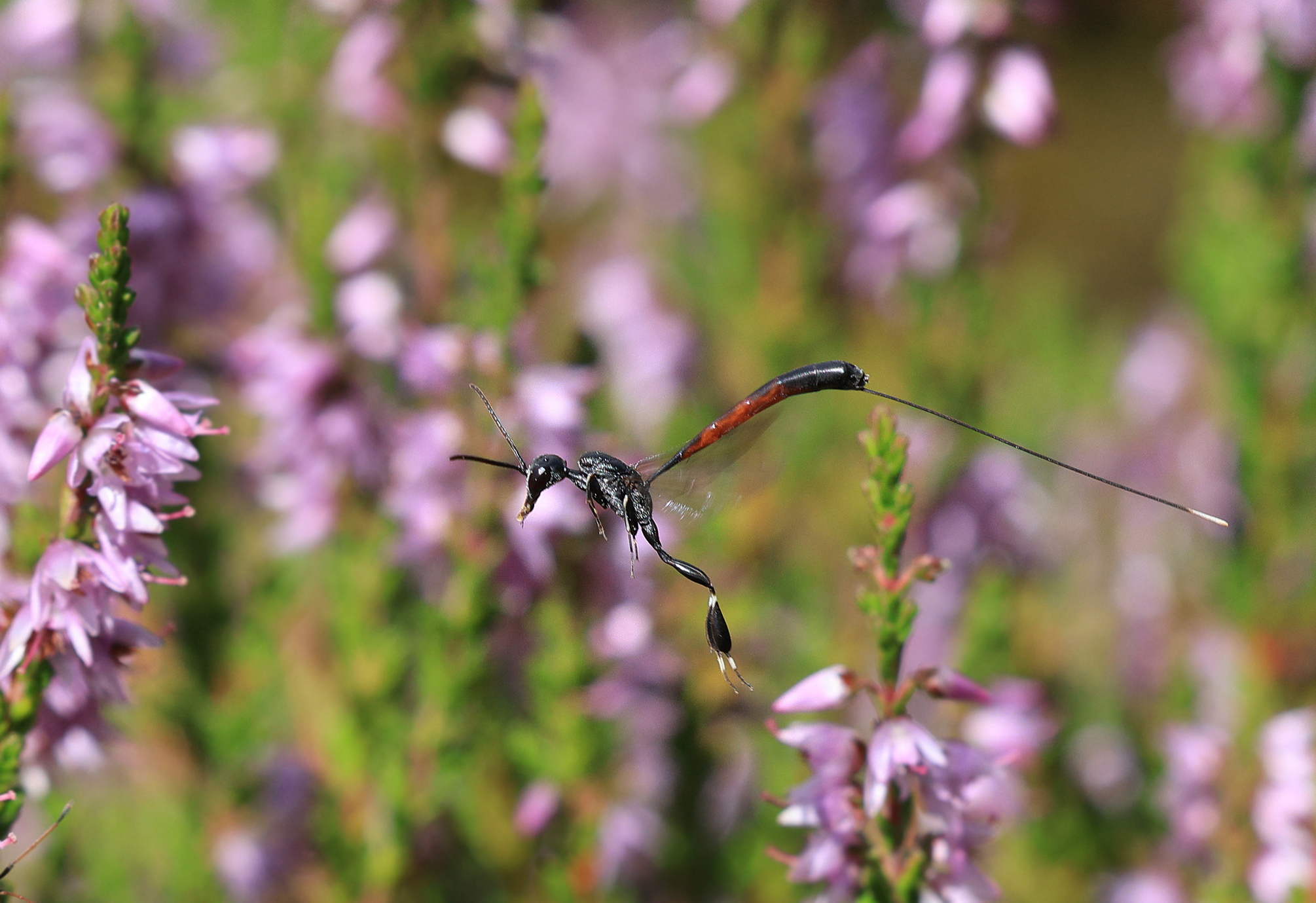 Gichtwespe im Flug