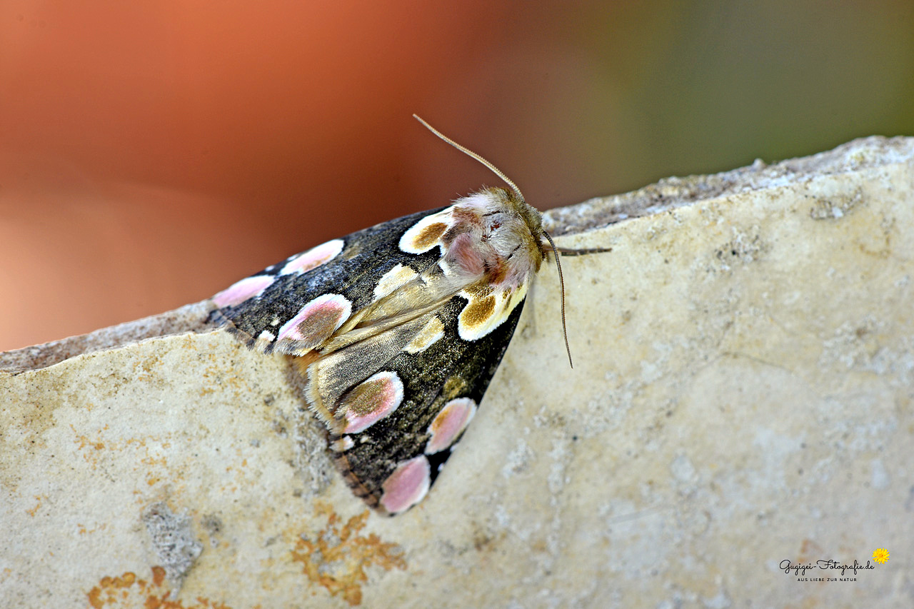 Wunderschöner Eulenspinner