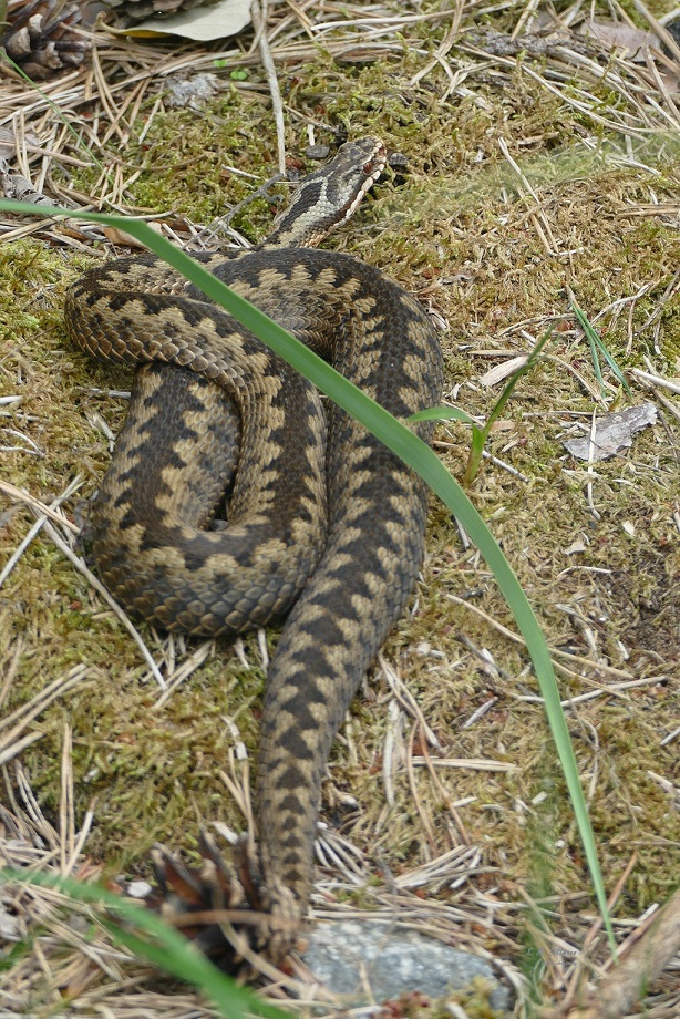 Viper
