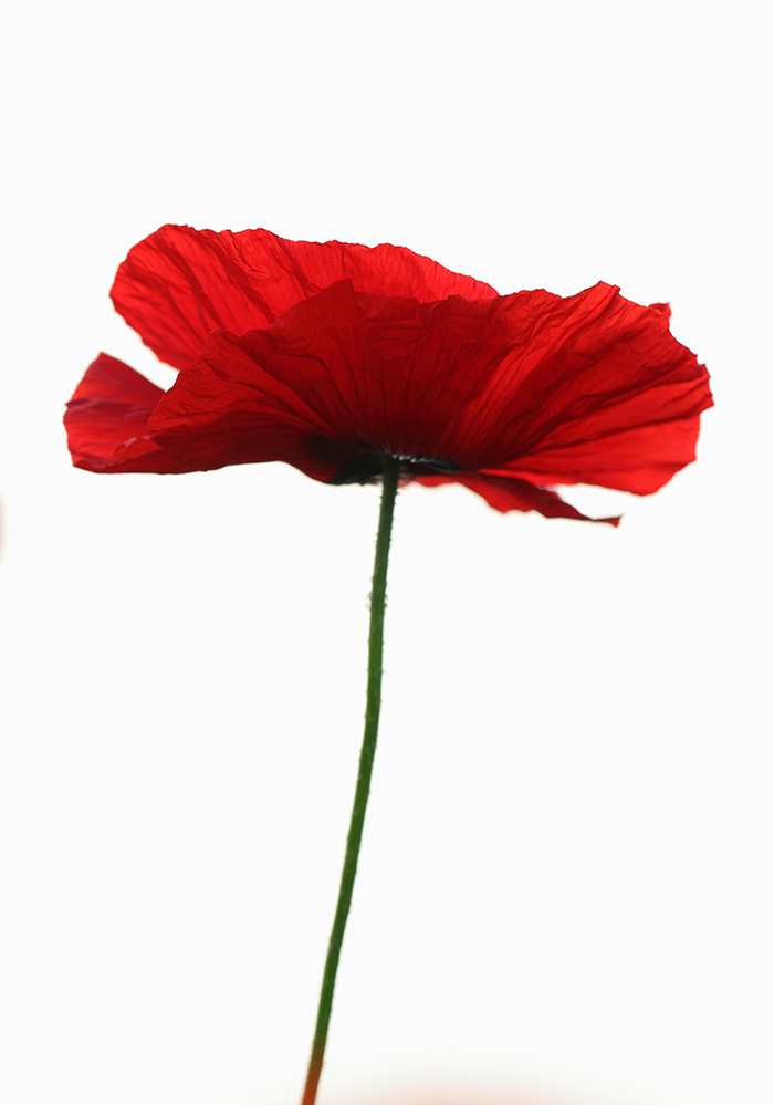 Mohn pur