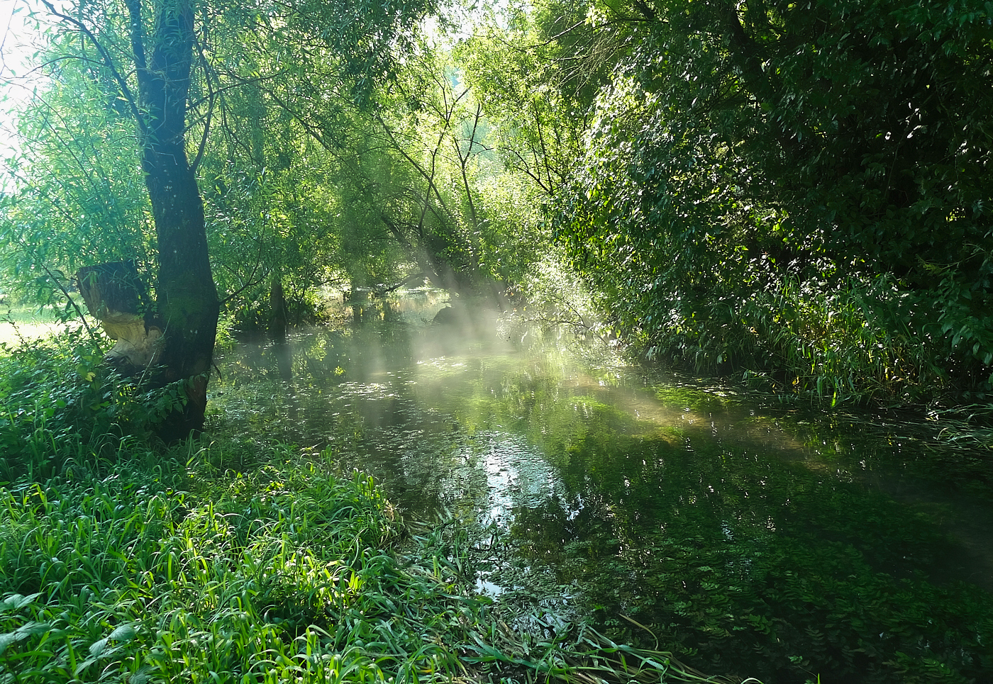 Morgennebel am Fluss