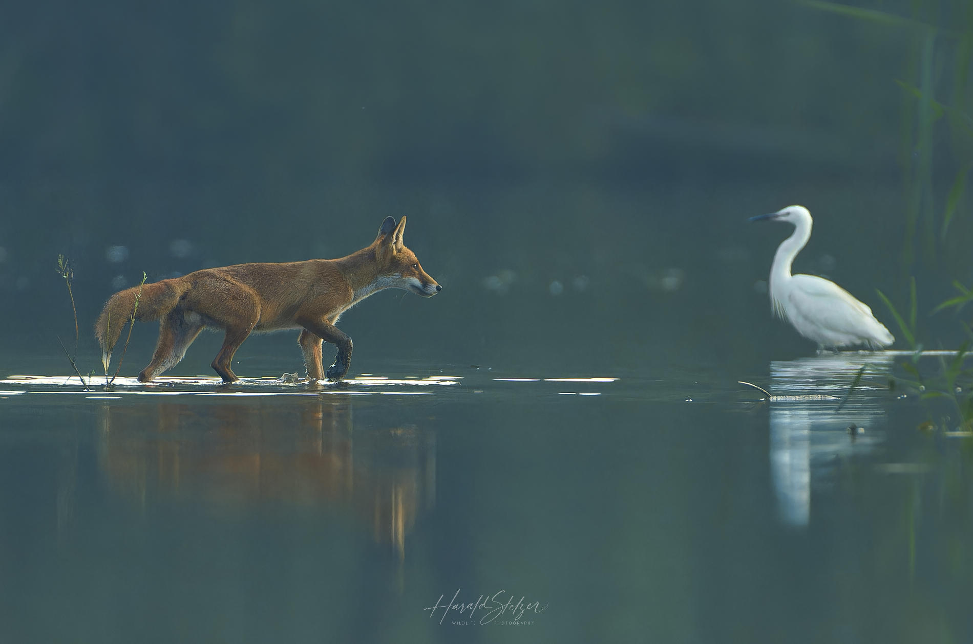 Wer hat Angst vorm schlauen Fuchs?