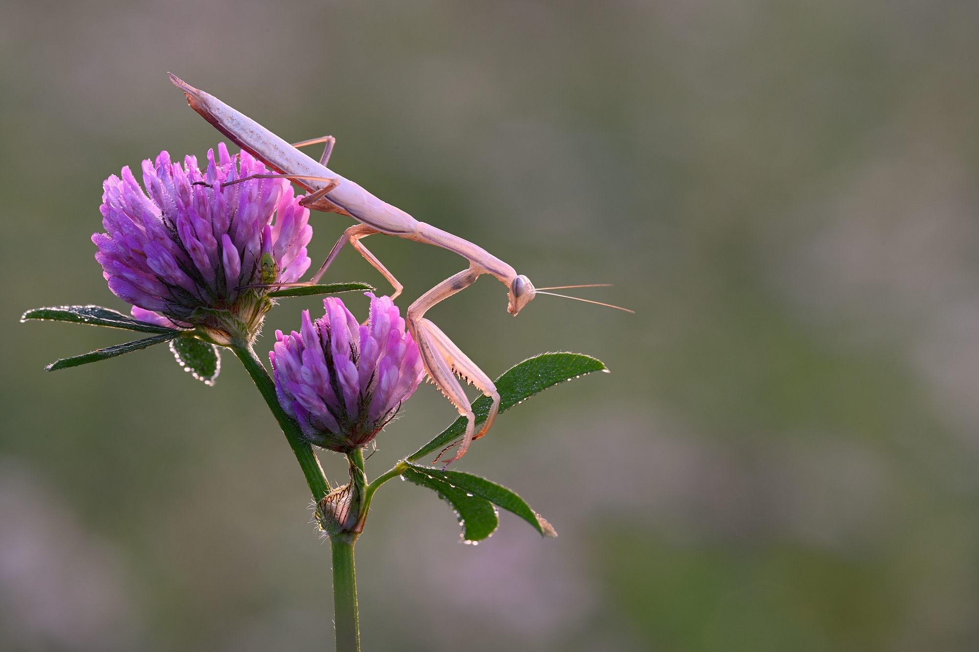Mantis (Forum für Naturfotografen)
