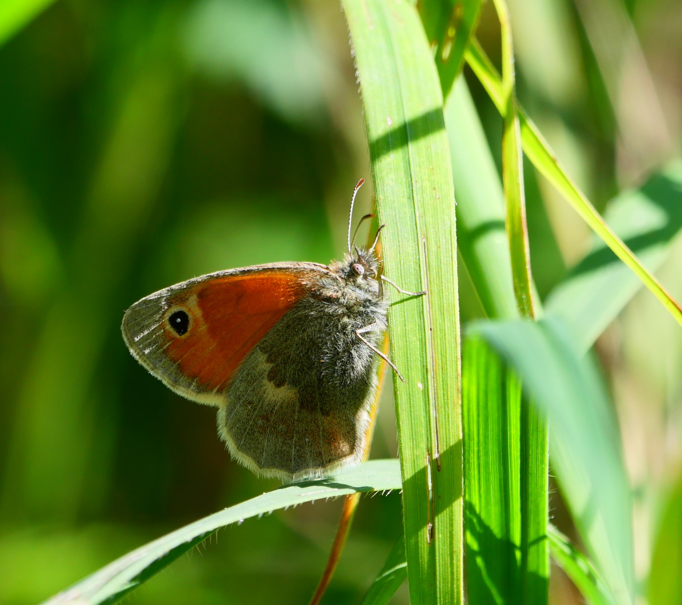 Kleines Wiesenvögelchen (Coenonympha pamphilus)