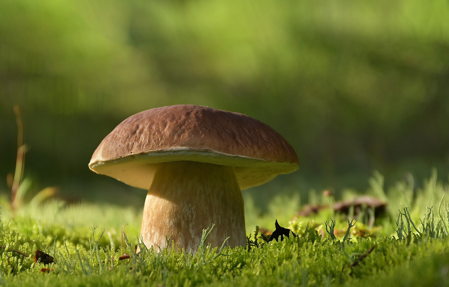 Sonnenbad (Forum für Naturfotografen)