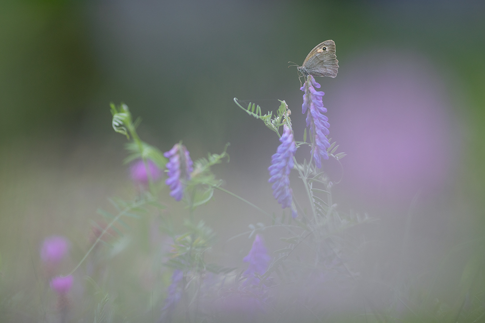 in der Sommerwiese