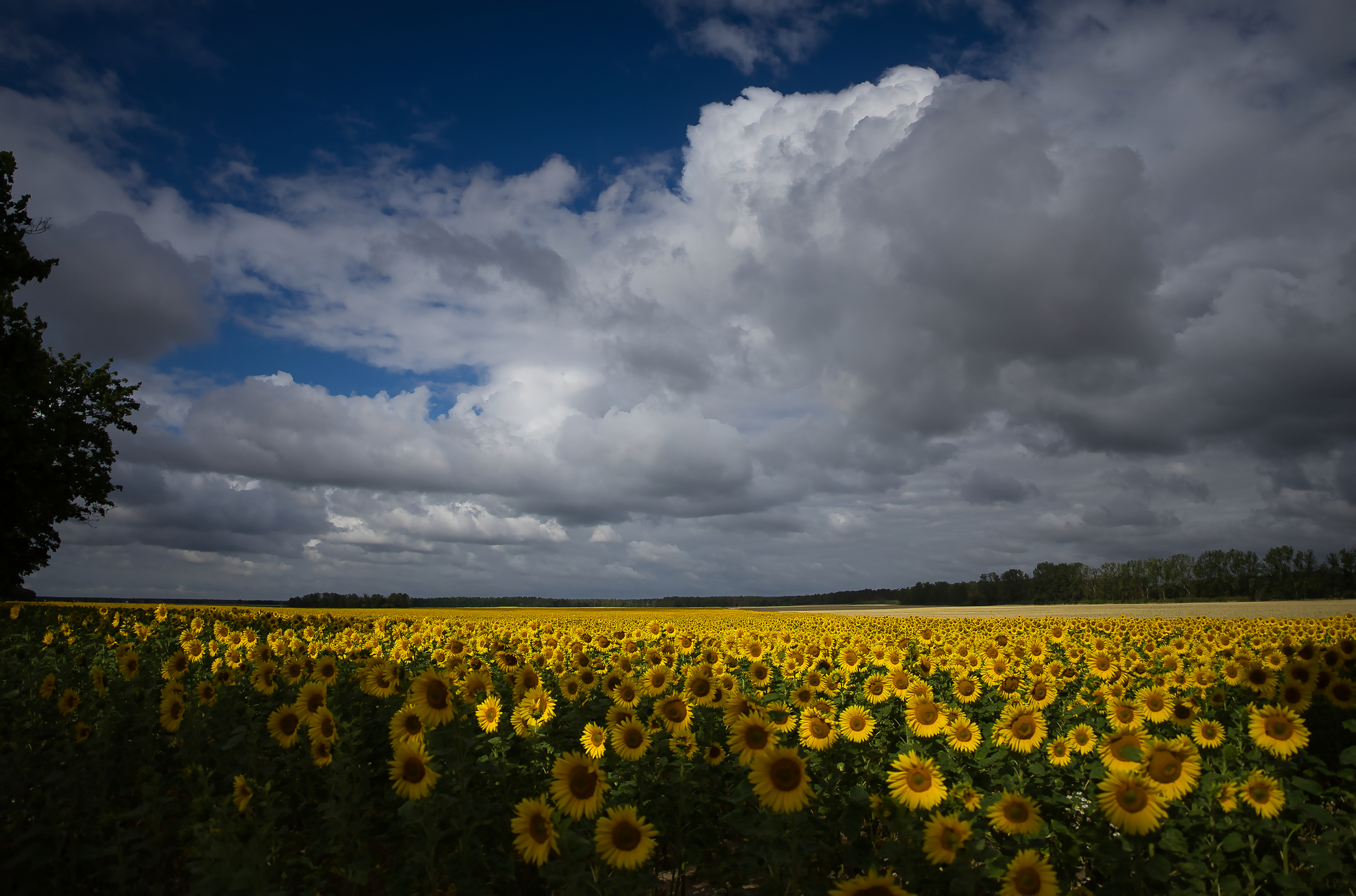 Sommer satt