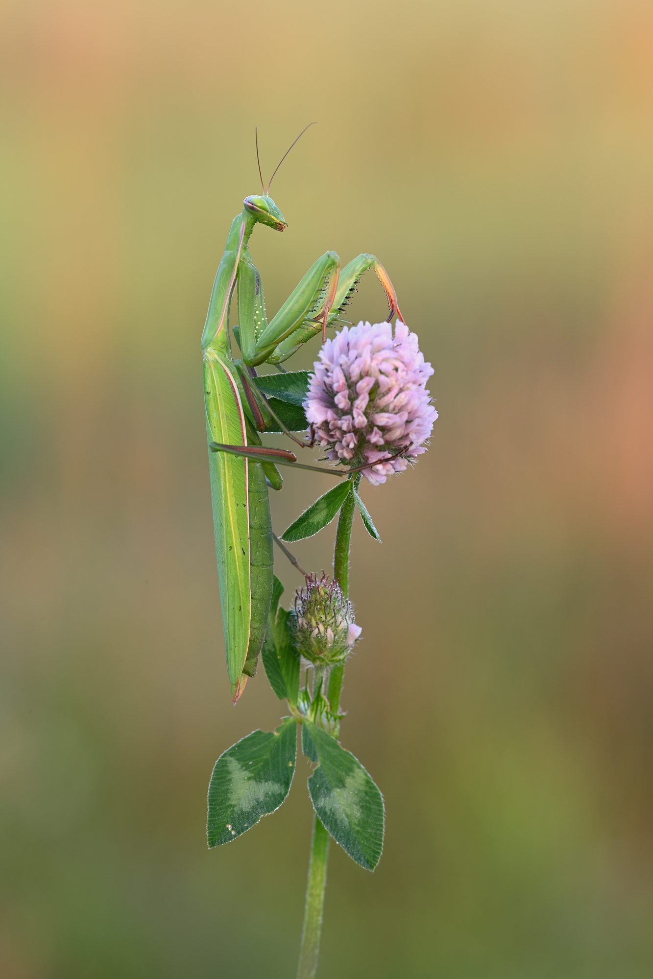 Mantis Religiosa