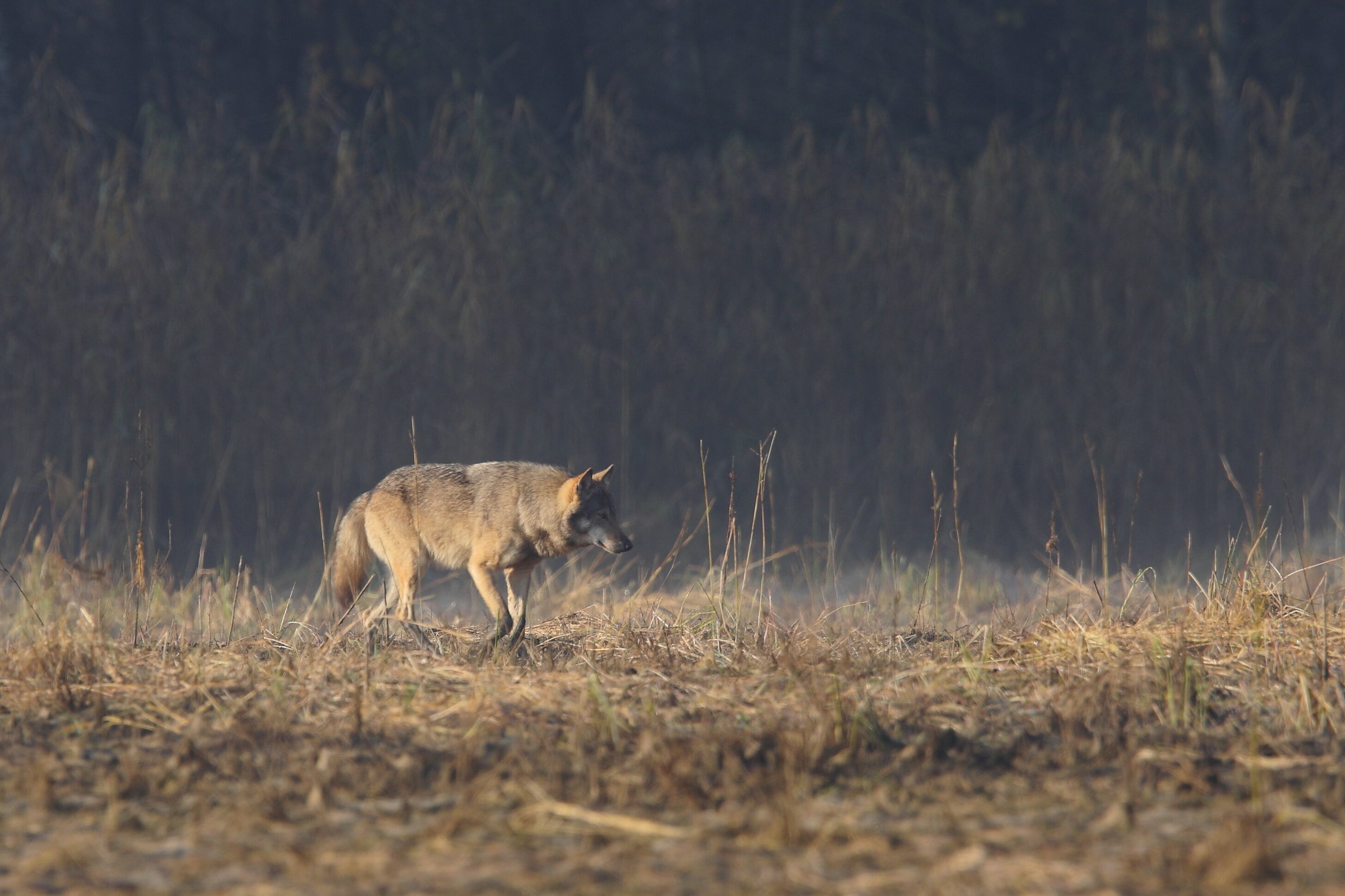 hinkender Wolf