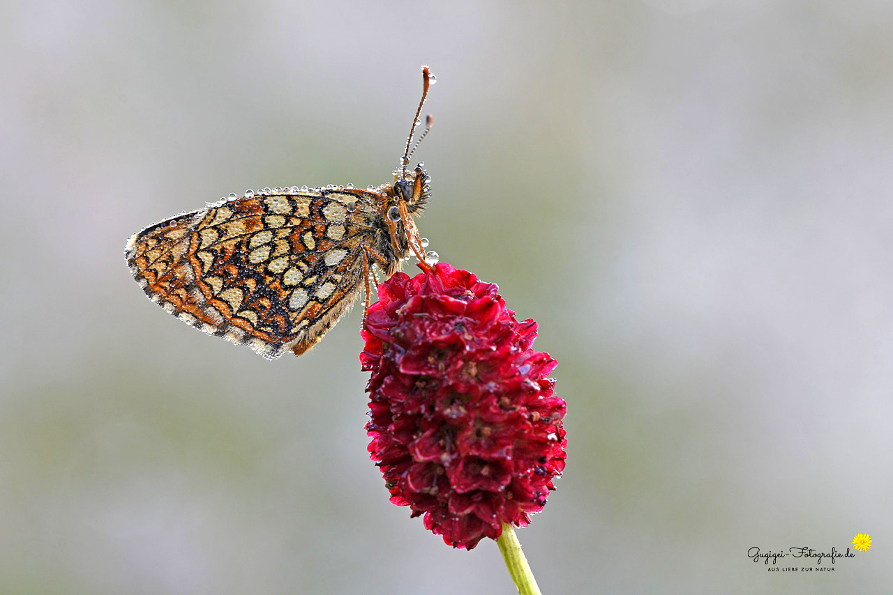 Baldrian-Scheckenfalter (Melitaea diamina) ...