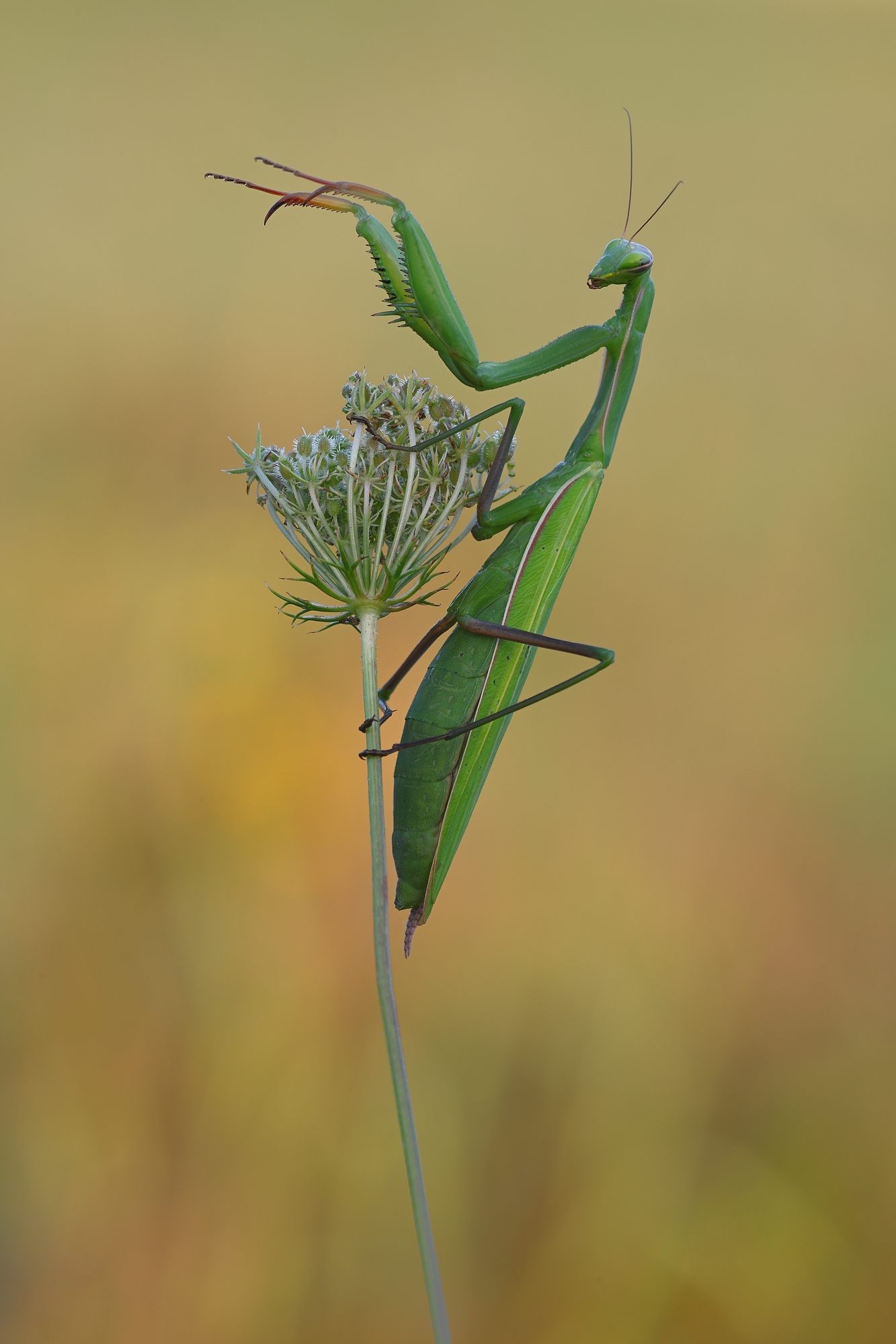 Mantis (Forum für Naturfotografen)