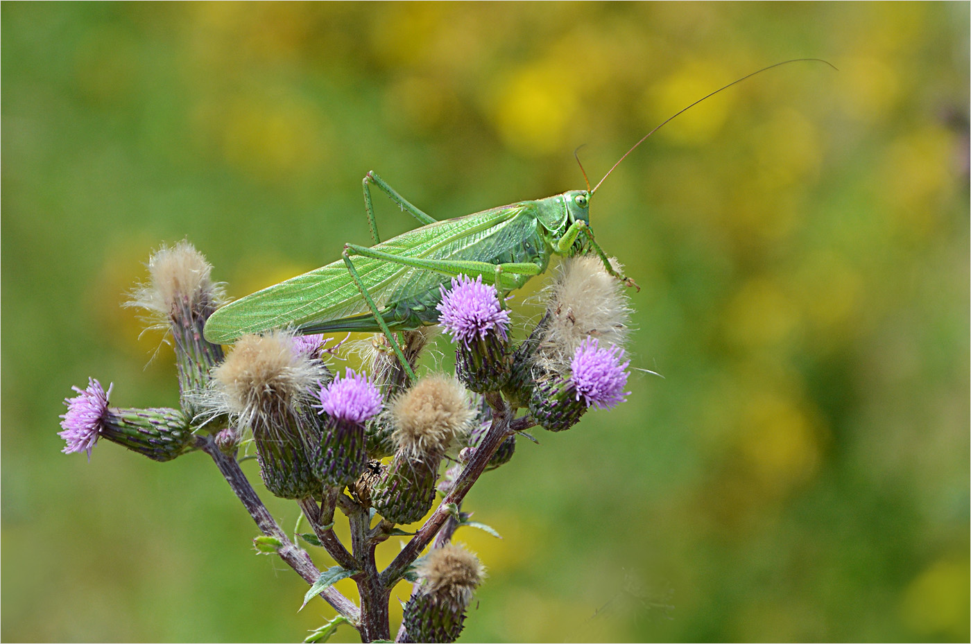 Mach mal Pause ...... Distel