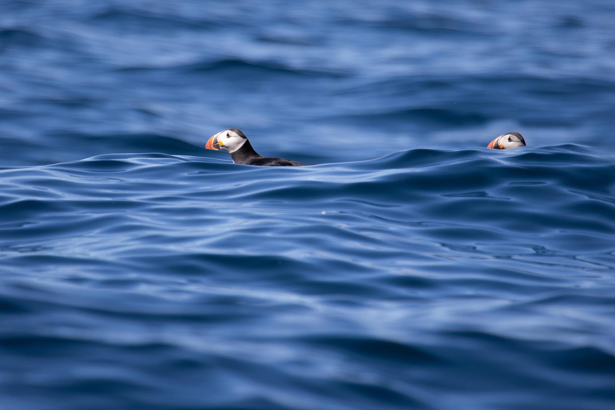 Die kleinen Puffins