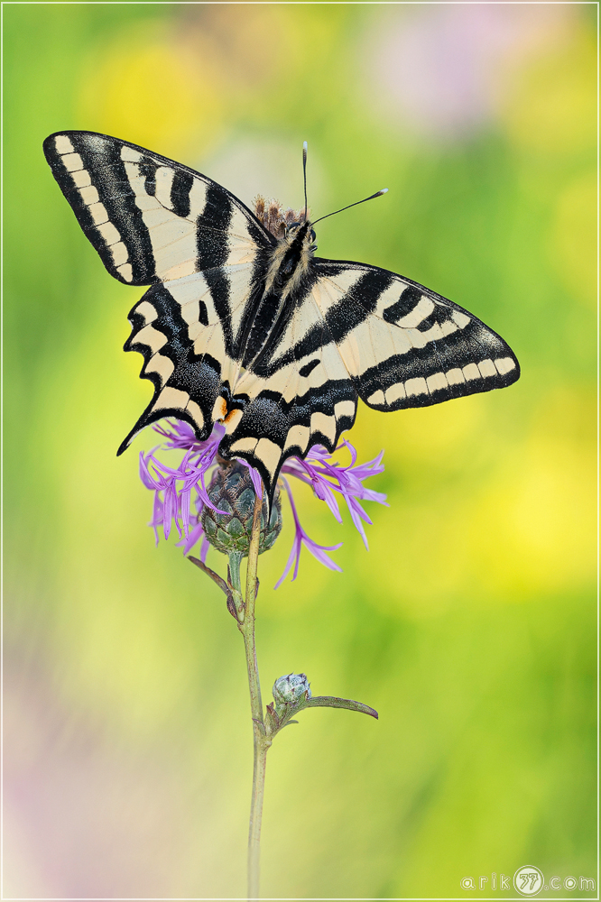 Südlicher Schwalbenschwanz - Papilio alexanor
