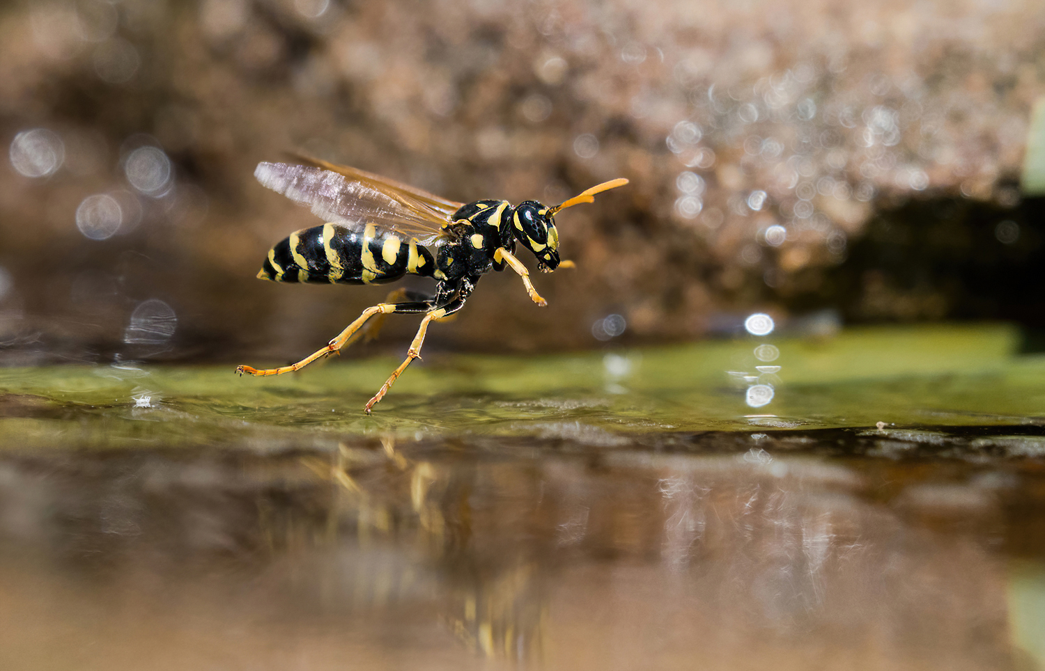 Überflieger