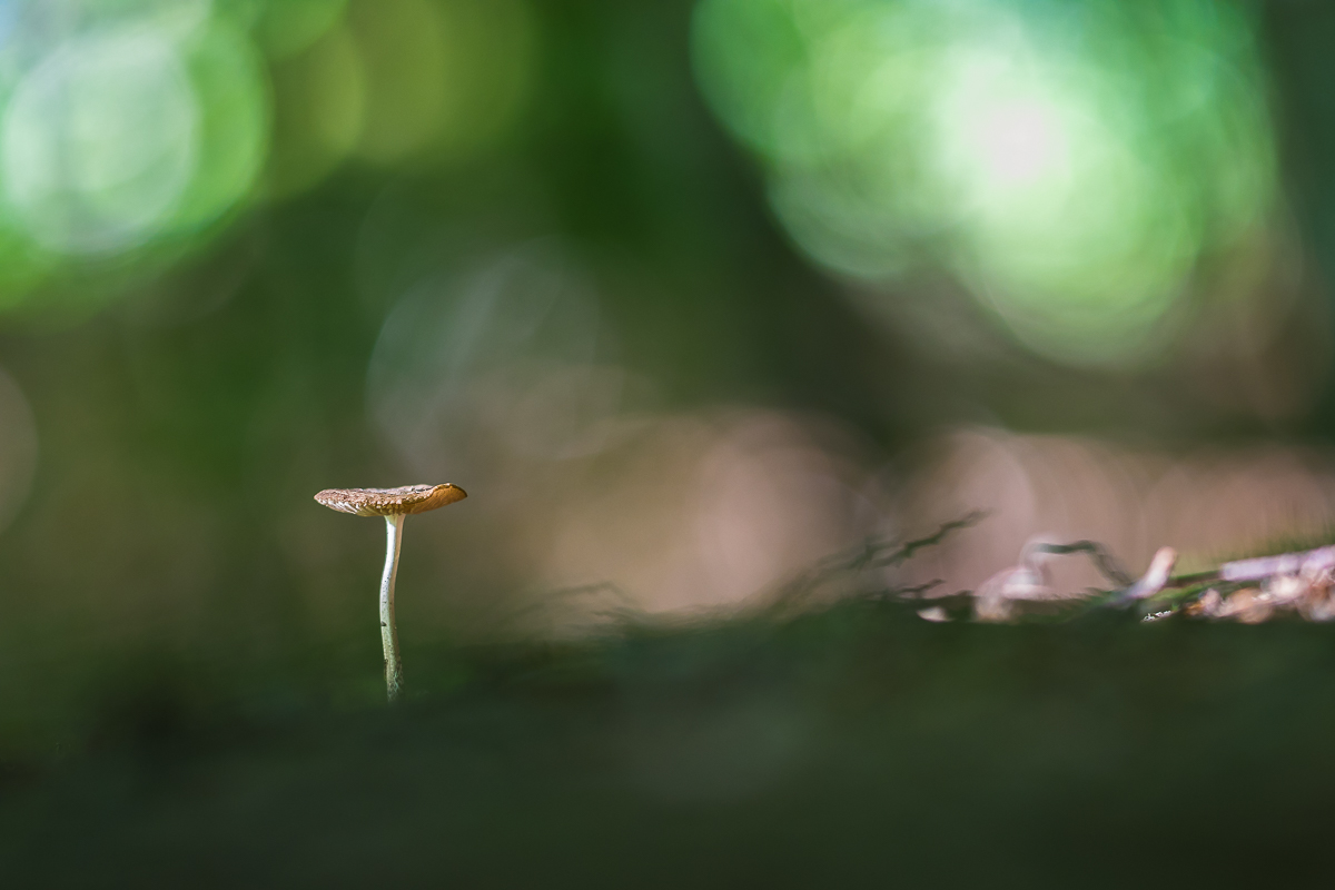 etwas Licht im dunklen Wald