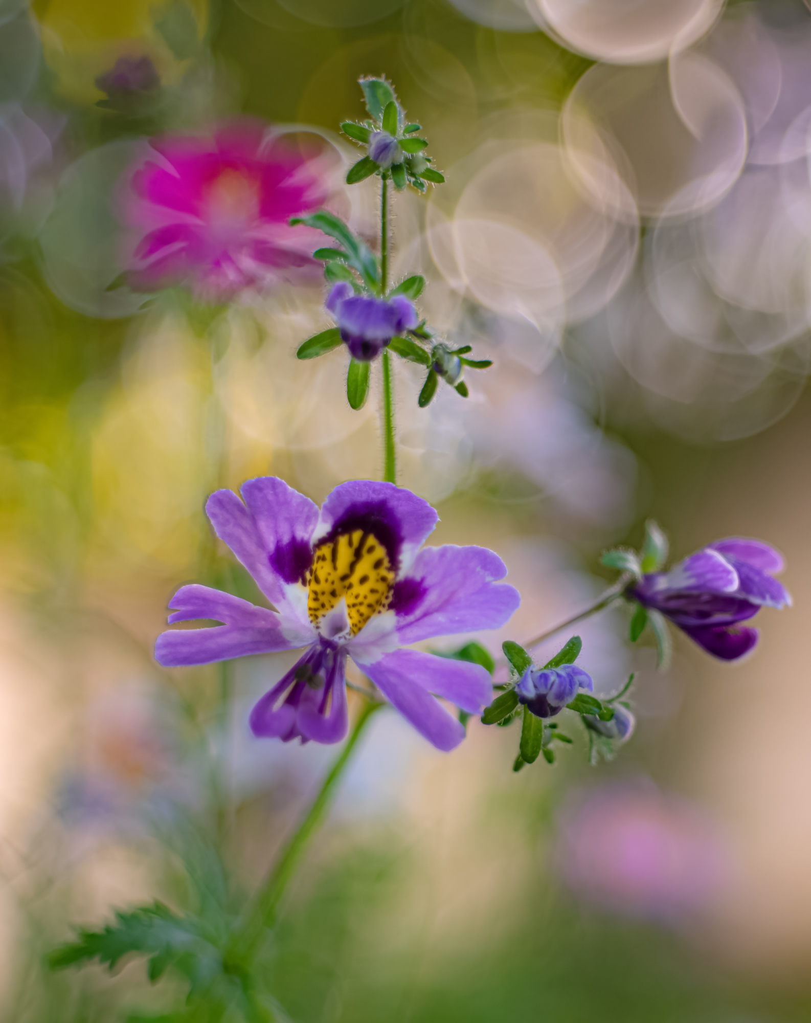 Spaltblume mit Altglas