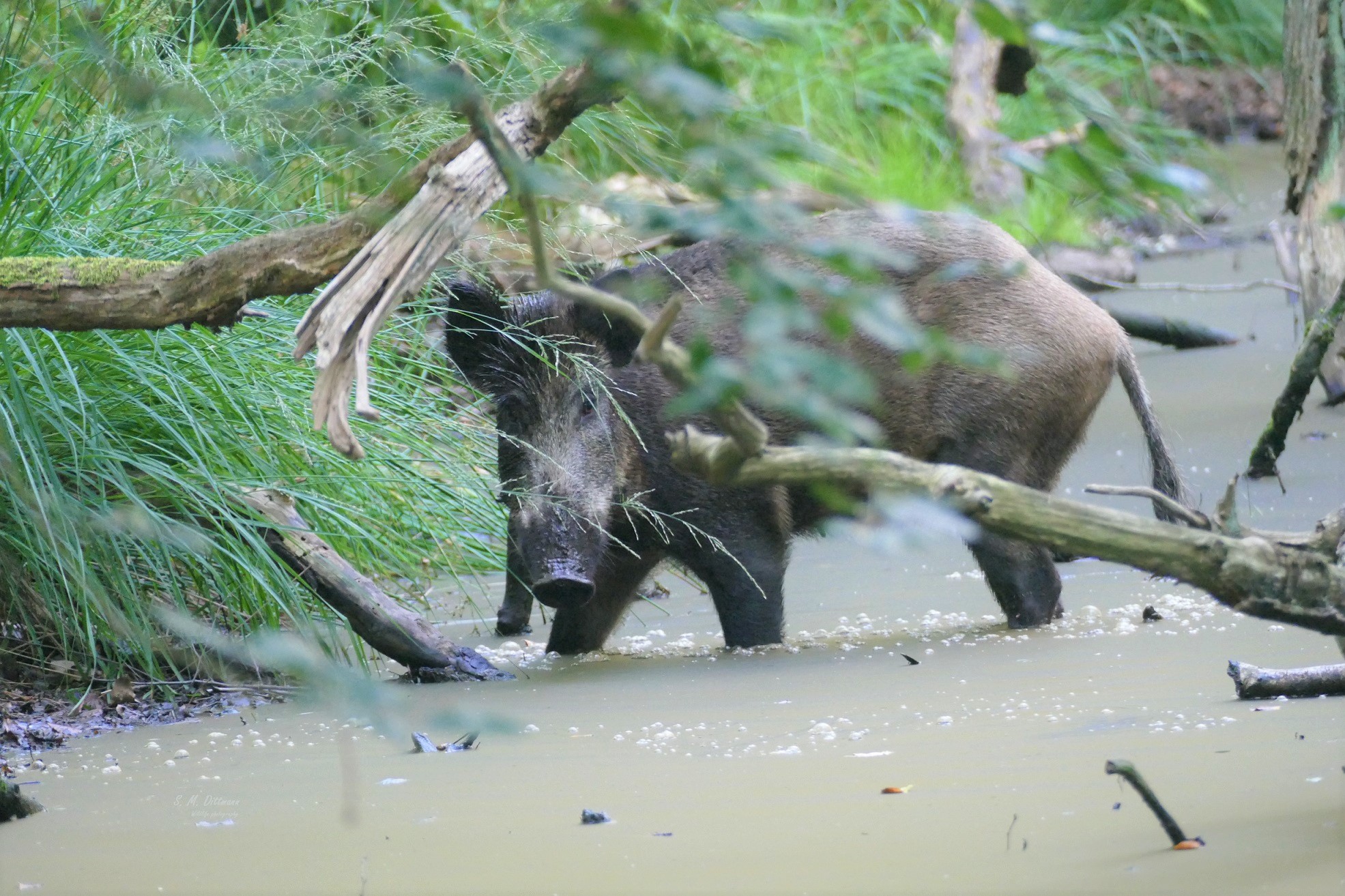 Mutti Wildschwein