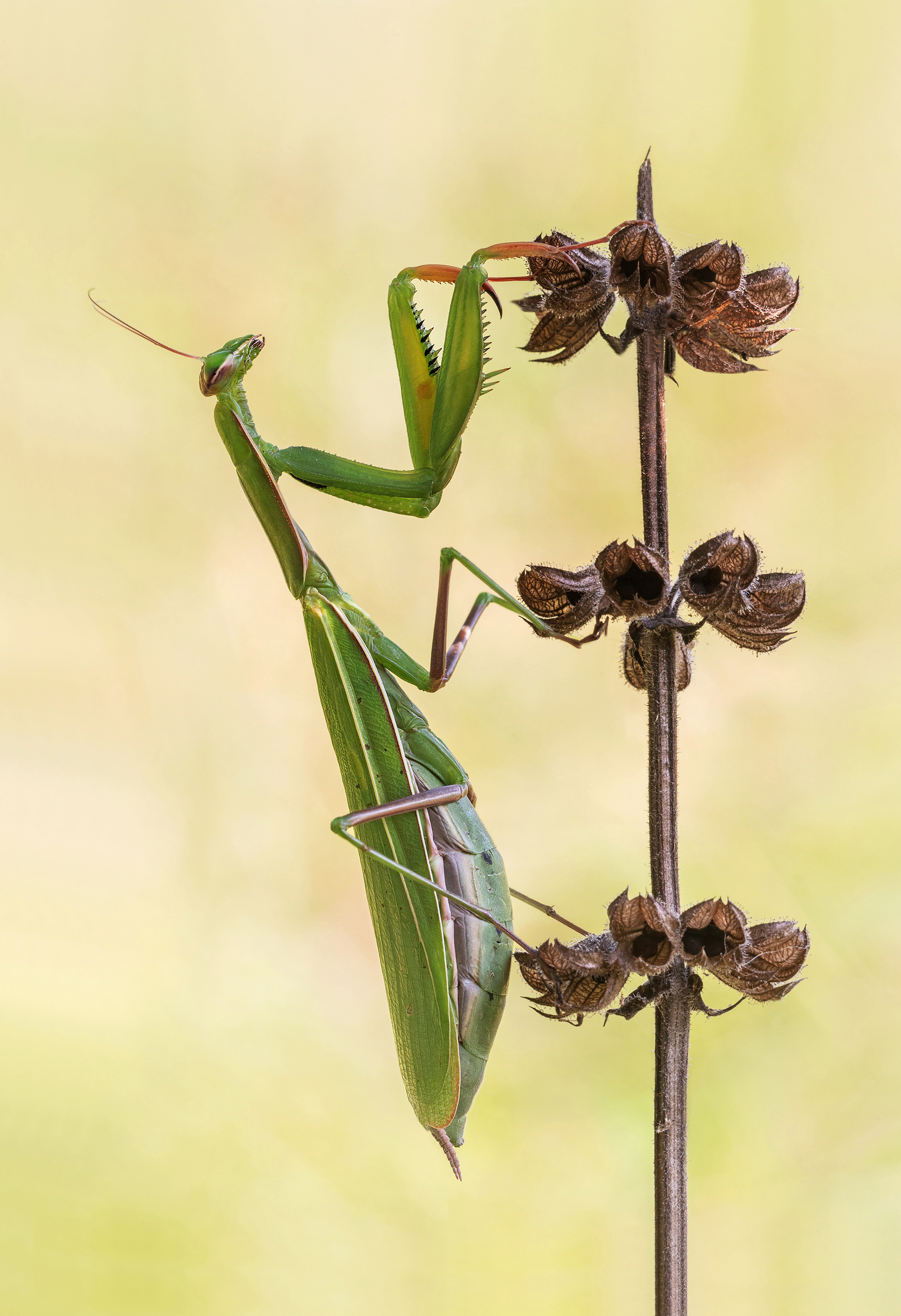 Herbstzeit ist Mantis-Zeit...